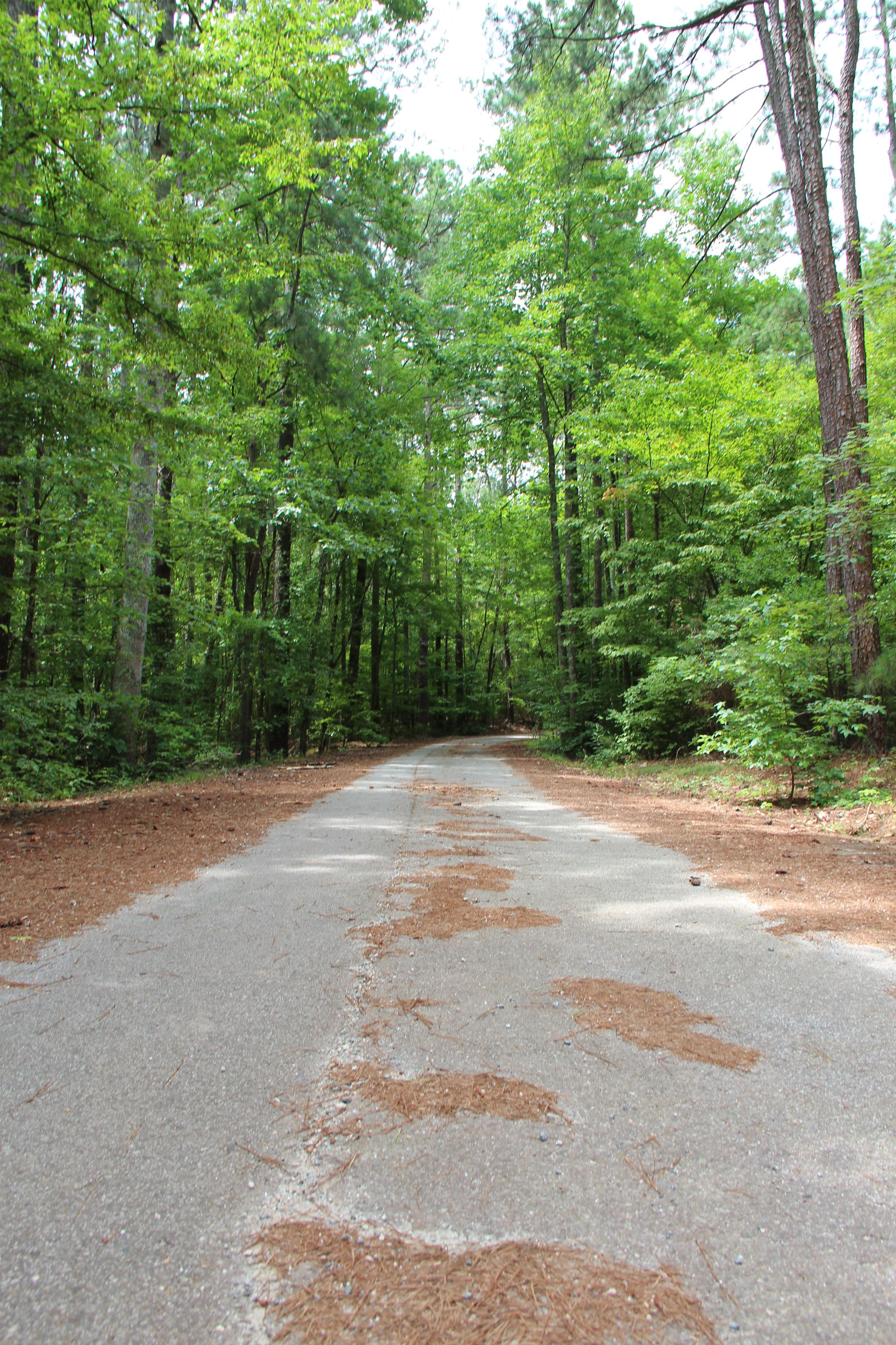 Paved path curving through a dense green forest in a park.