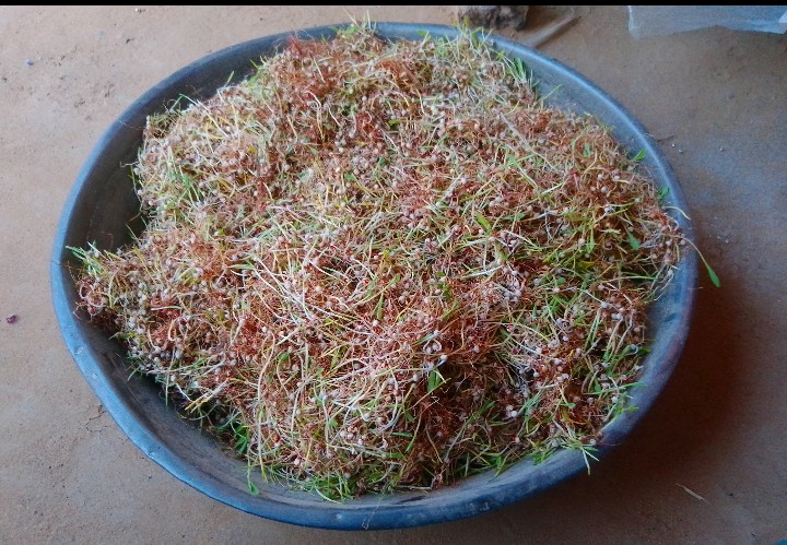 A metal bowl filled with freshly germinated alfalfa sprouts with pink seed hulls and green shoots.