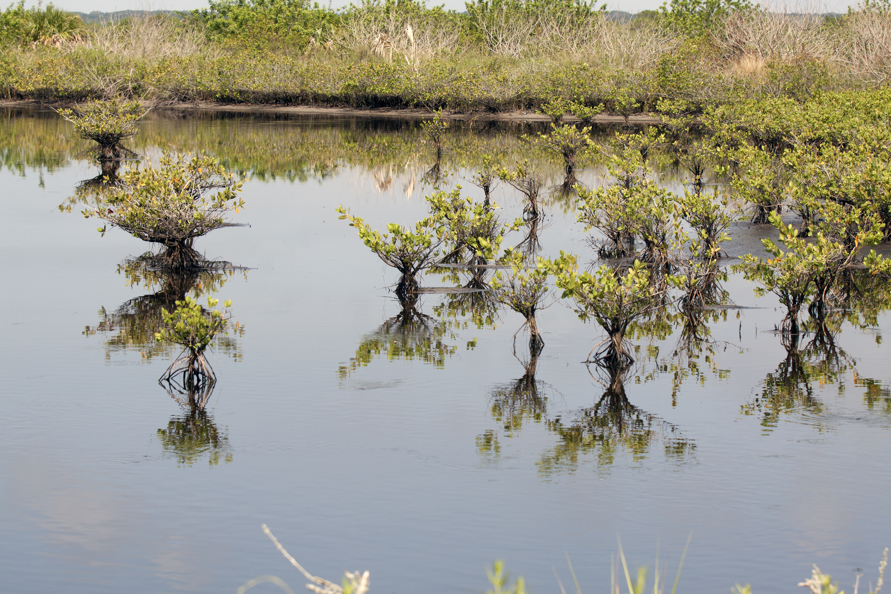 Dense mangrove trees growing along the bank of a calm Florida waterway.
