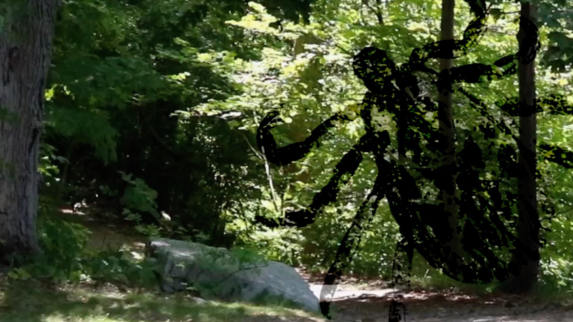 A silhouetted person walks along a sunlit wooded trail surrounded by green trees.