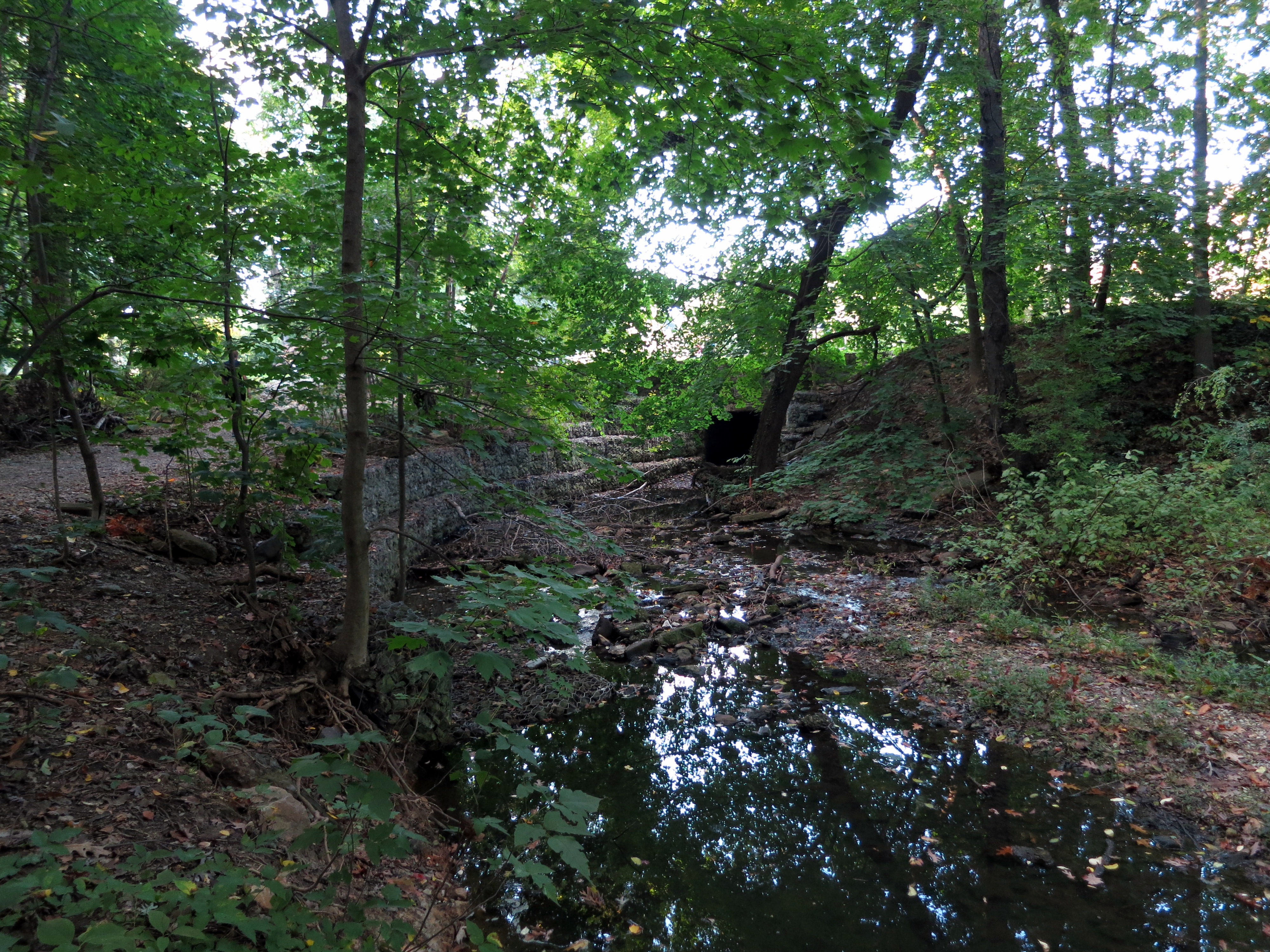 A shallow stream flows through a wooded area with rocky banks and leafy canopy.
