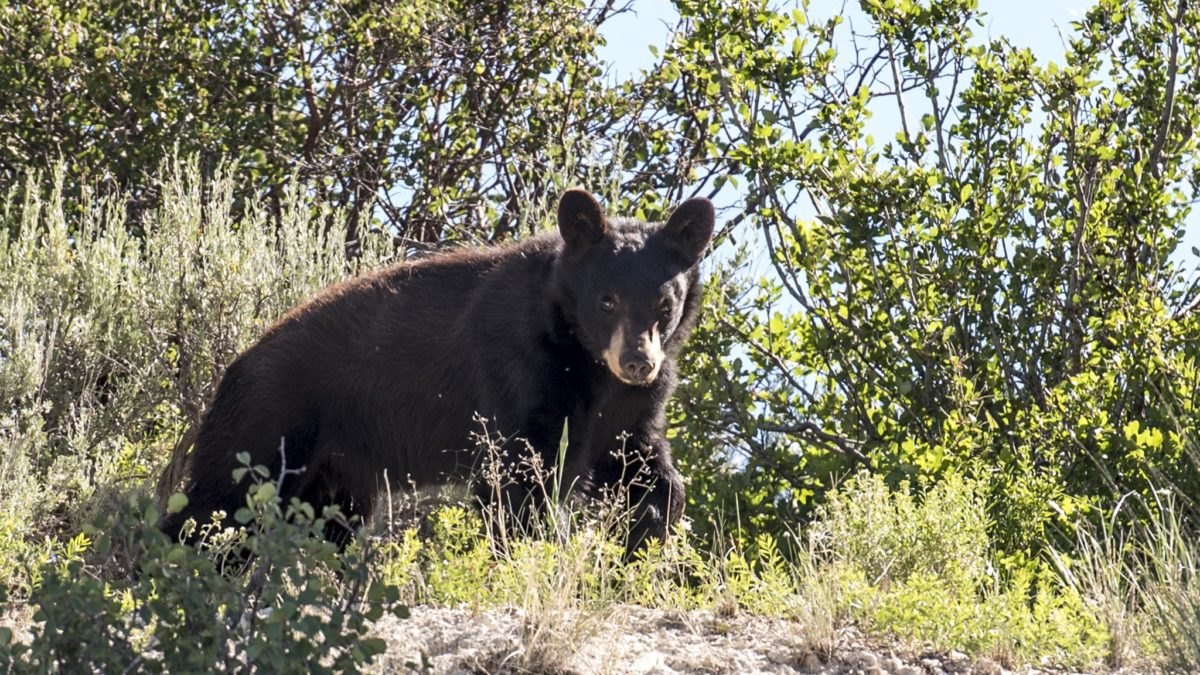 A black bear stands among green shrubs on a rocky hillside.