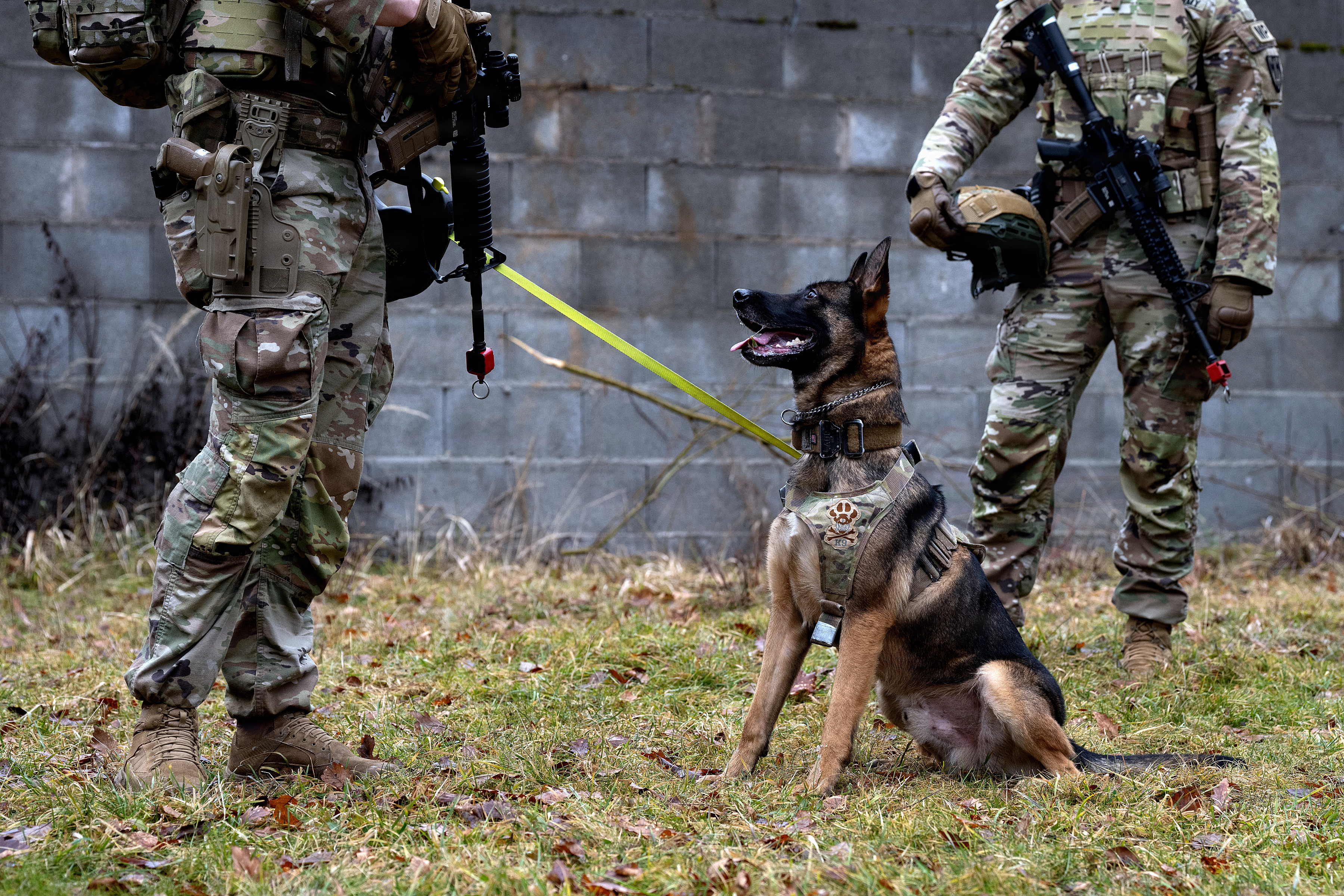 A Belgian Malinois detection dog sits on grass between two uniformed soldiers, one holding a yellow leash.