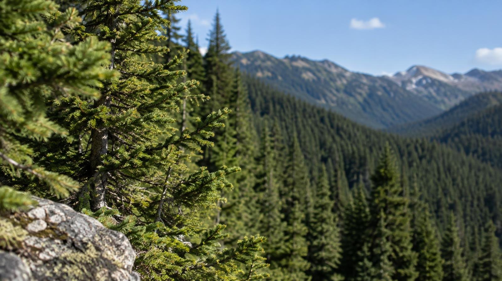 Dense conifer trees cover a steep mountain slope under a clear blue sky.