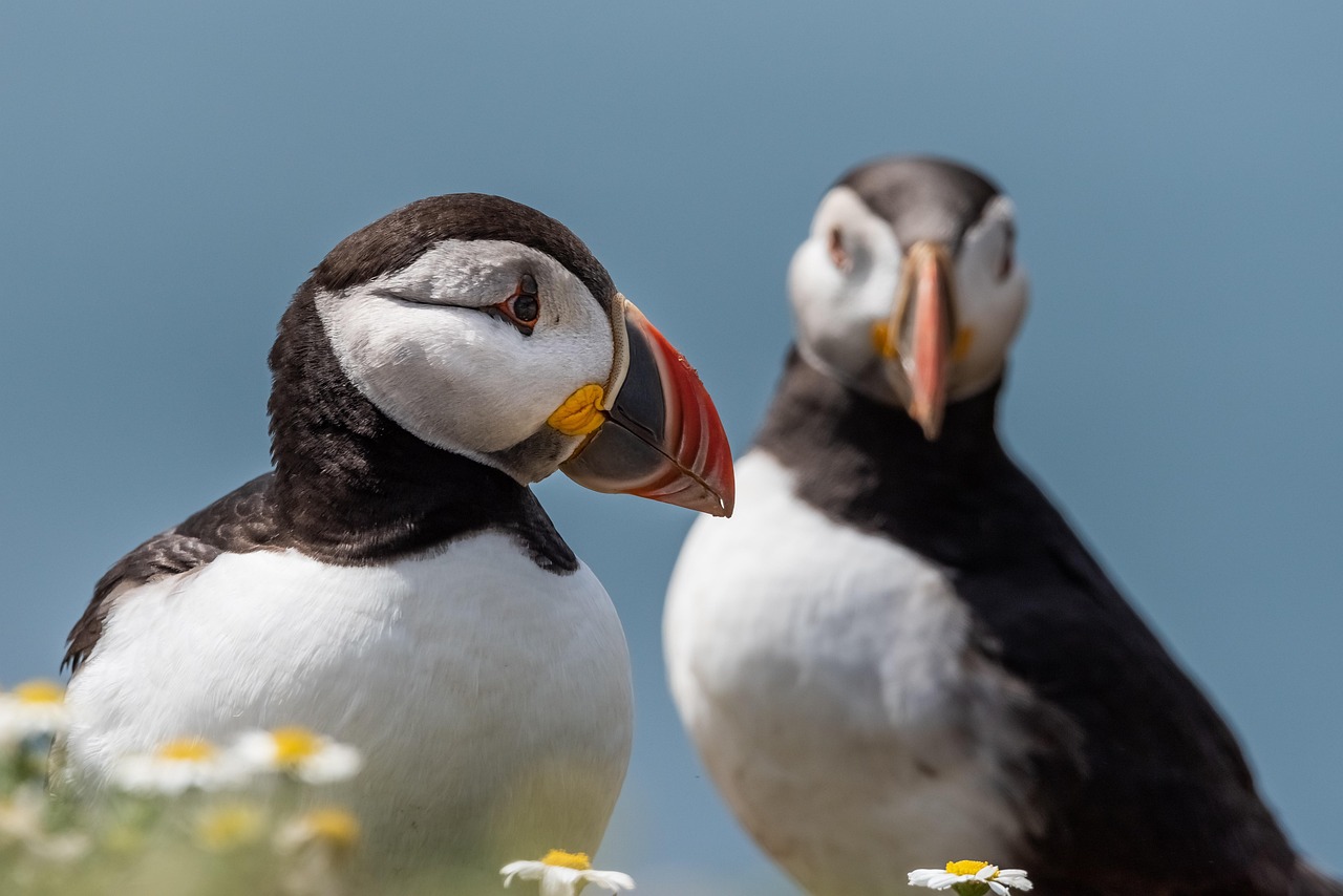 Puffins, bird, nature, wildlife, seabird, puffins, puffins, puffins, puffins, puffins, bird