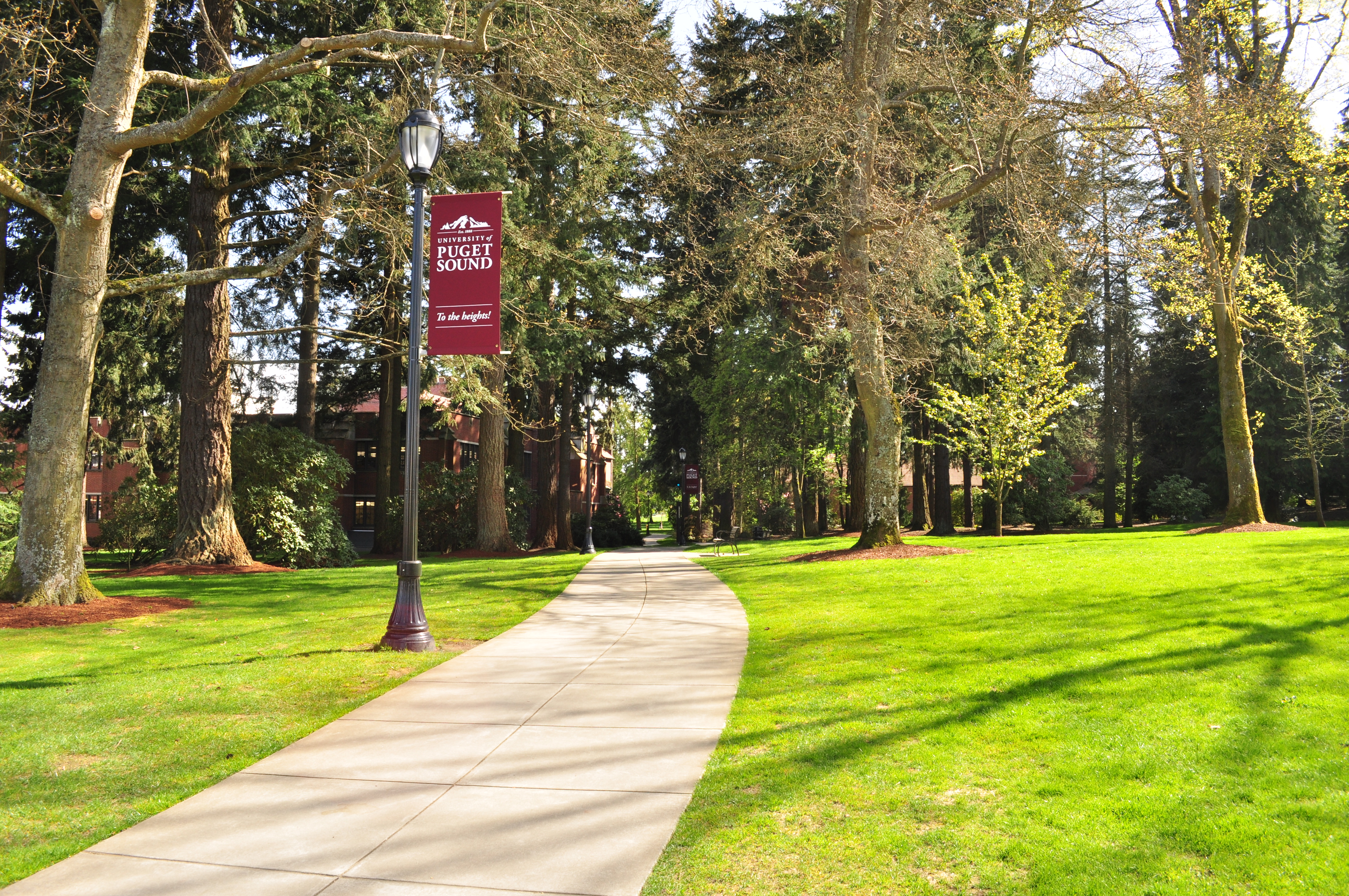 Paved campus walkway flanked by tall trees and green lawns with brick buildings in the background.