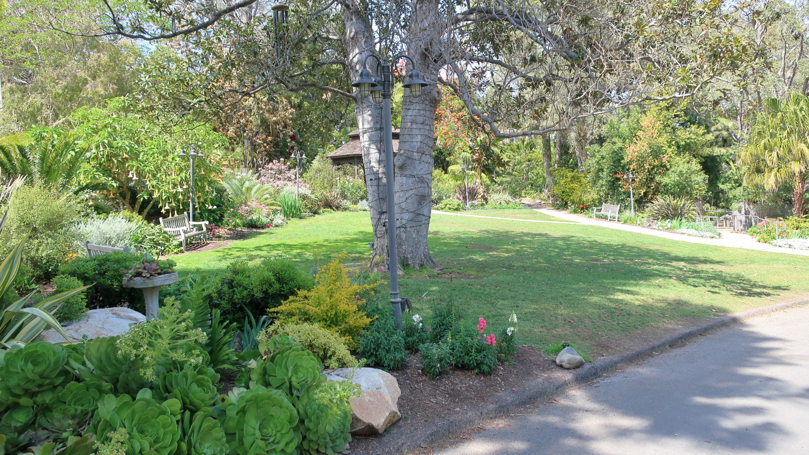 Wide garden scene with succulent plants, a paved path, and a gazebo among trees.
