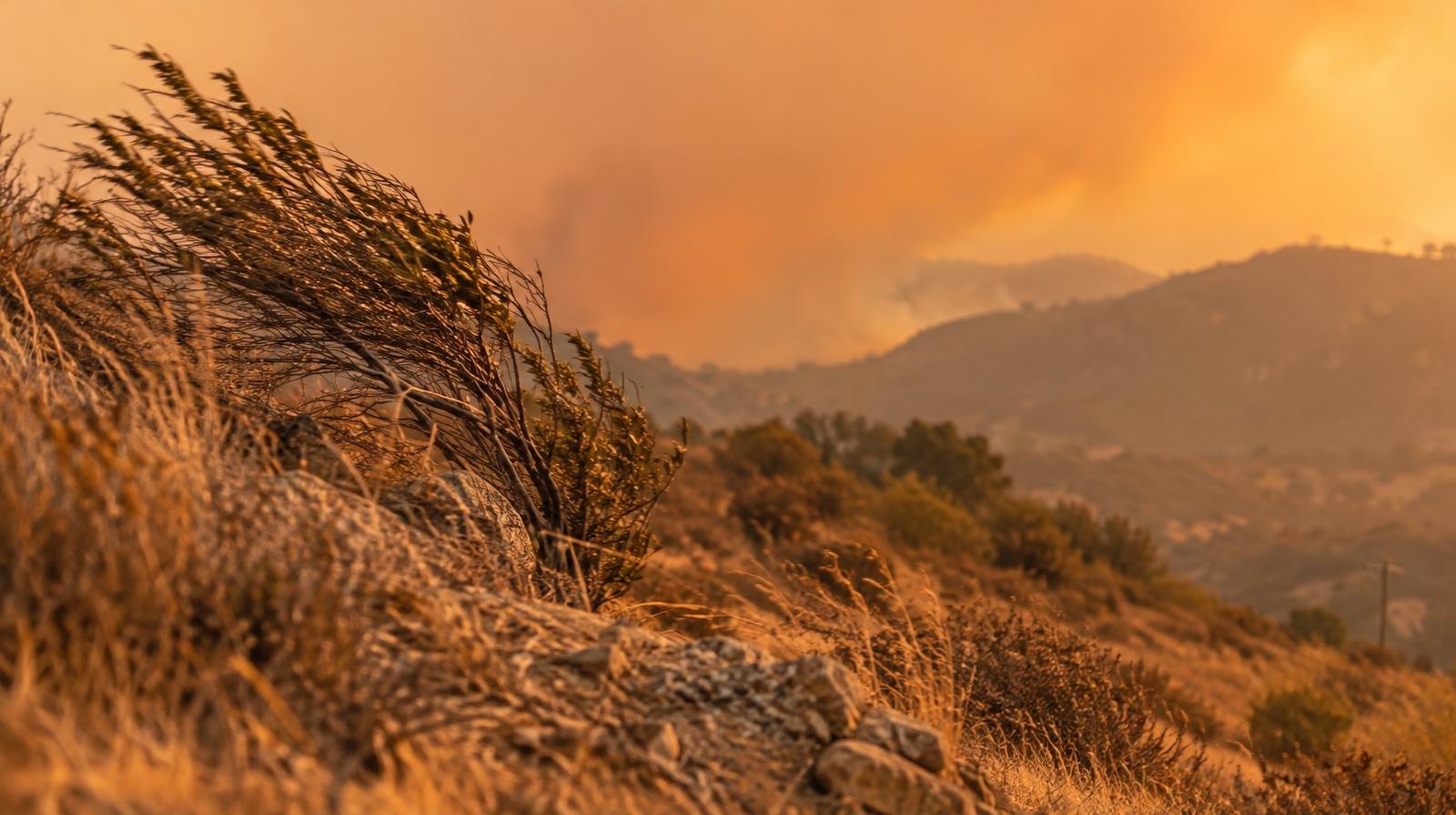 Wind-bent dry brush on a hillside under a hazy orange sky.