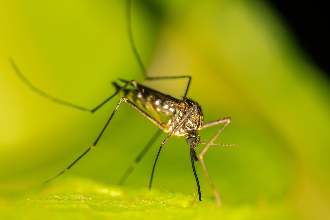 Mosquito, insects, sting, nature, mosquito, mosquito, mosquito, mosquito, mosquito