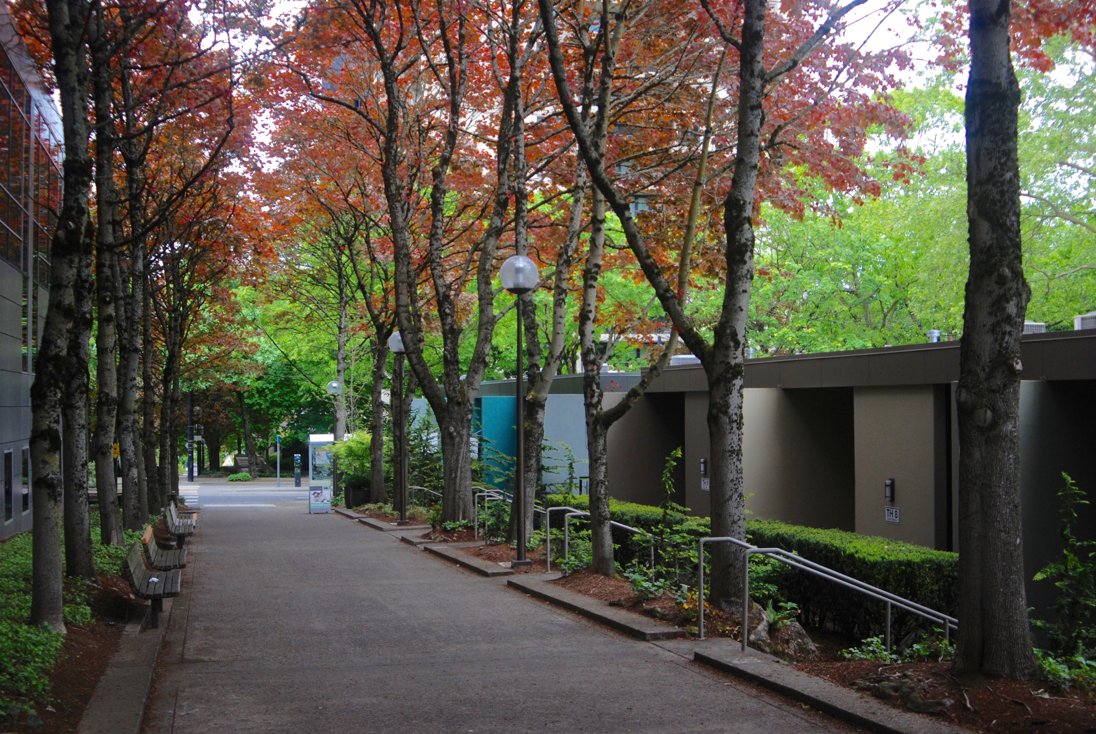 Tree-lined pedestrian walkway with benches and lamp posts in an urban downtown setting.