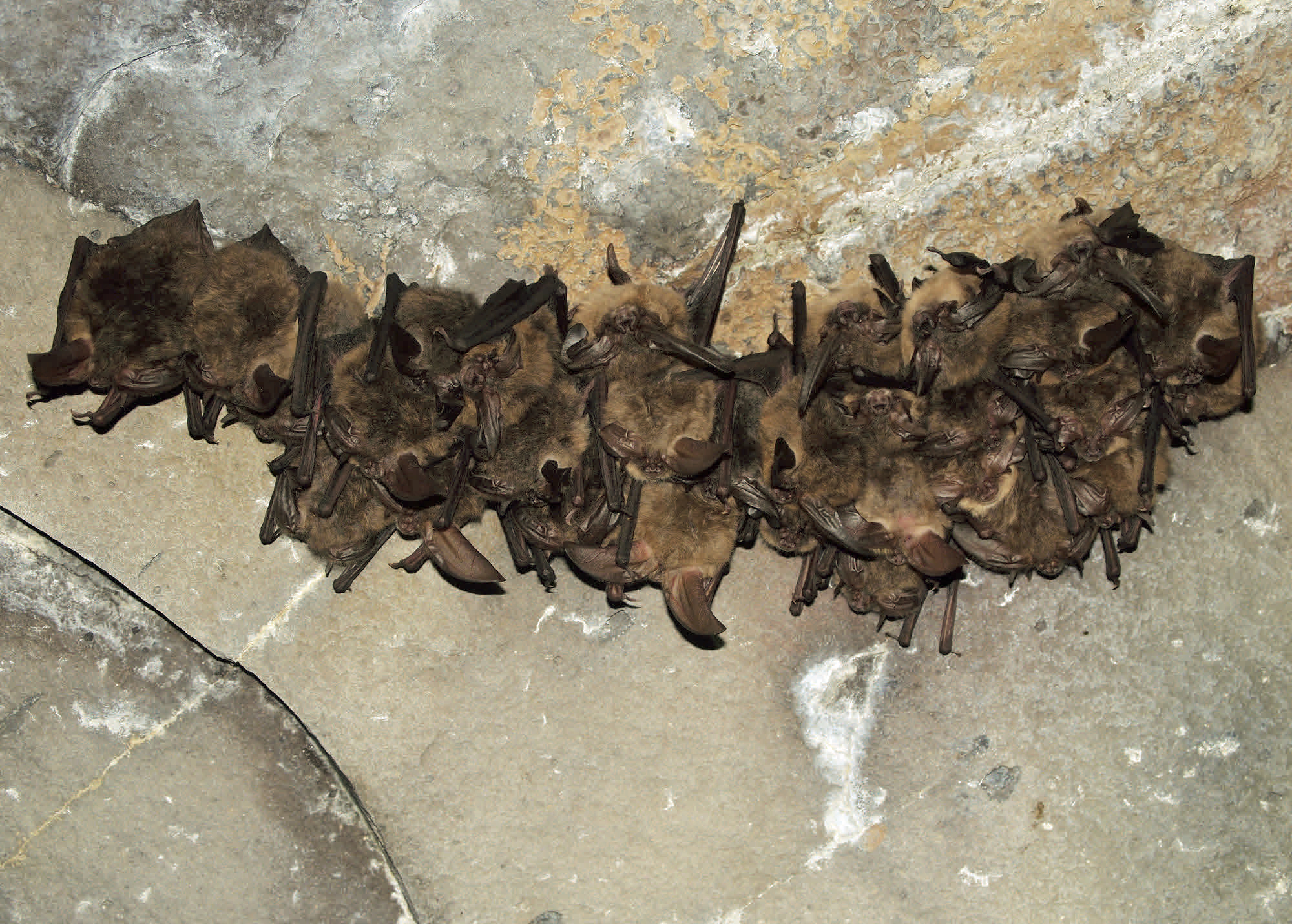 A cluster of small brown bats roosting upside down on a rocky cave surface.