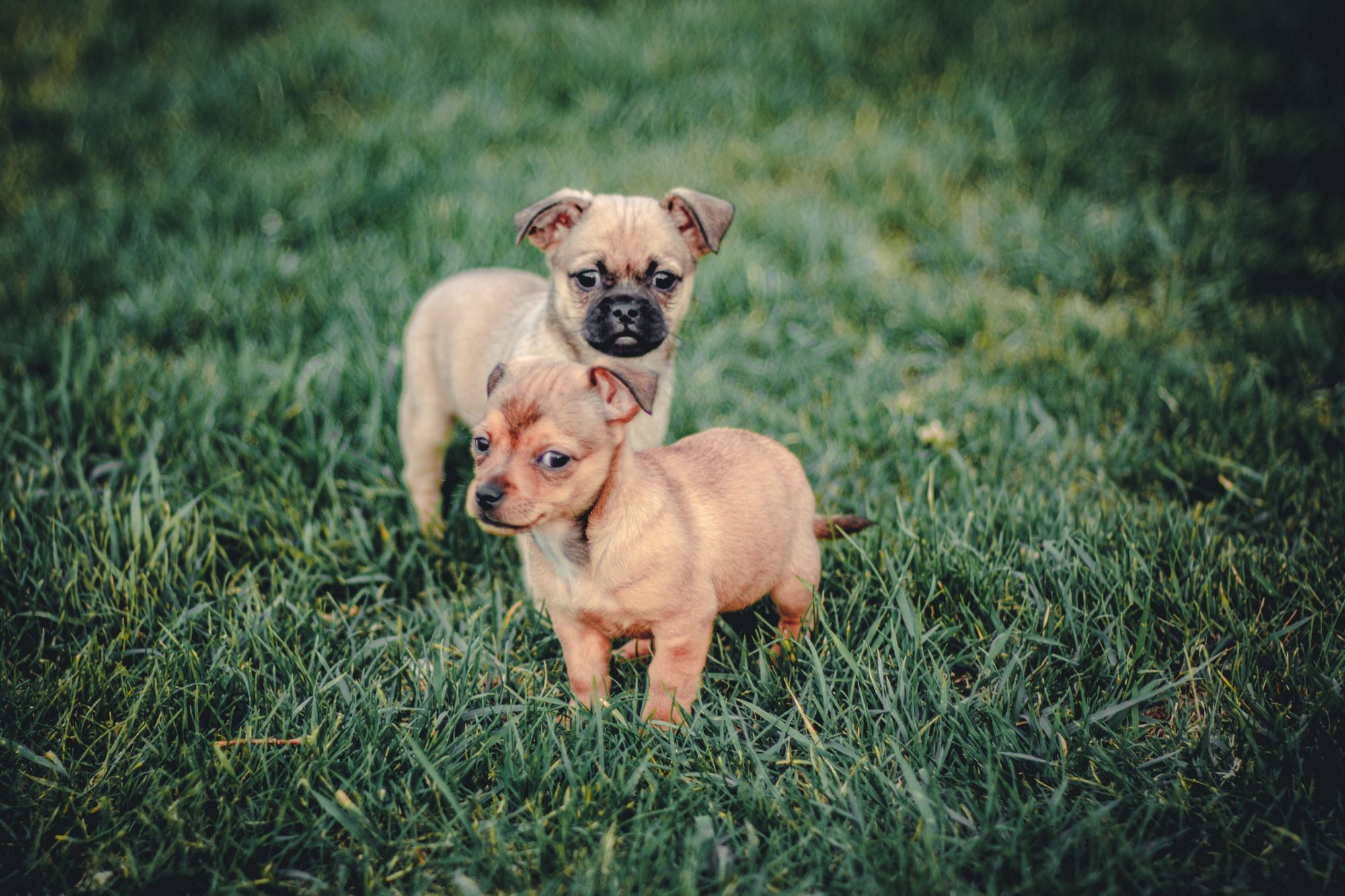 Adorable puppies stand together on a lush green lawn, embodying innocence and playfulness.