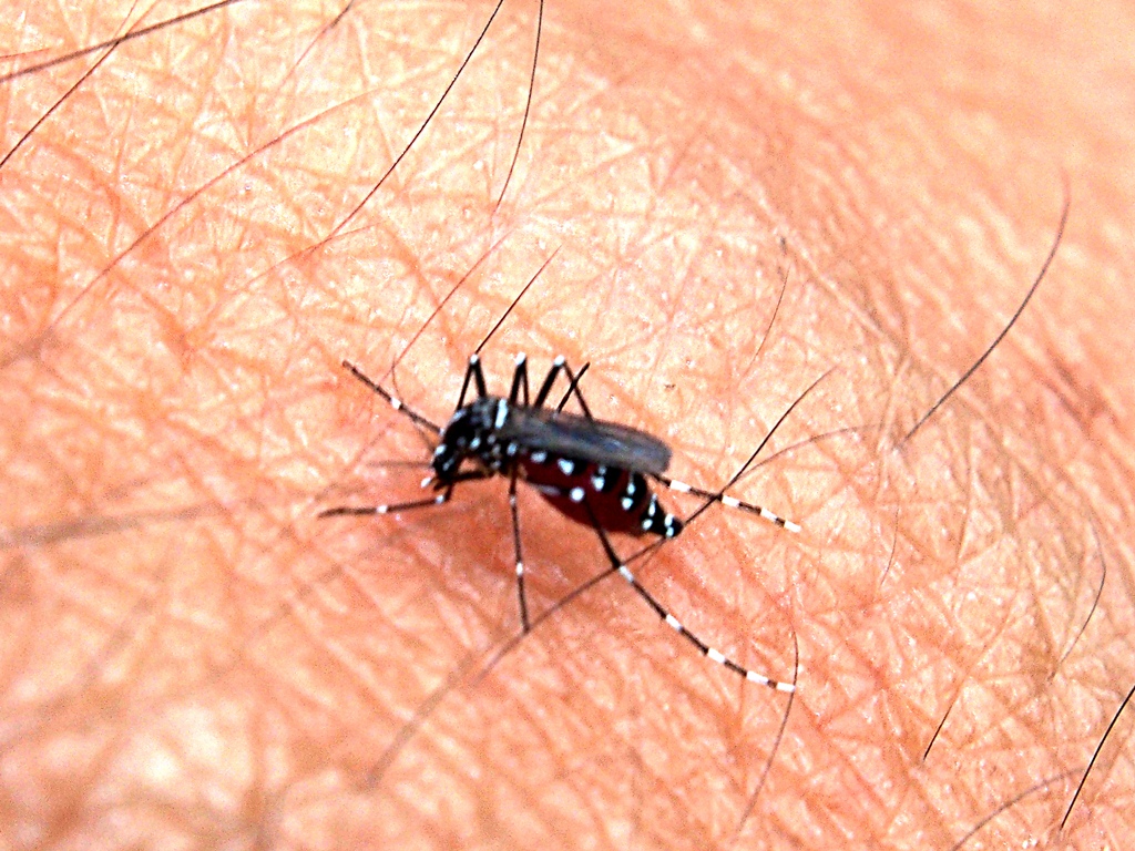 Close-up of a black mosquito with white-striped legs resting on skin.