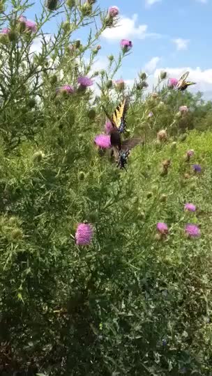 A yellow and black swallowtail butterfly resting on a purple thistle flower.