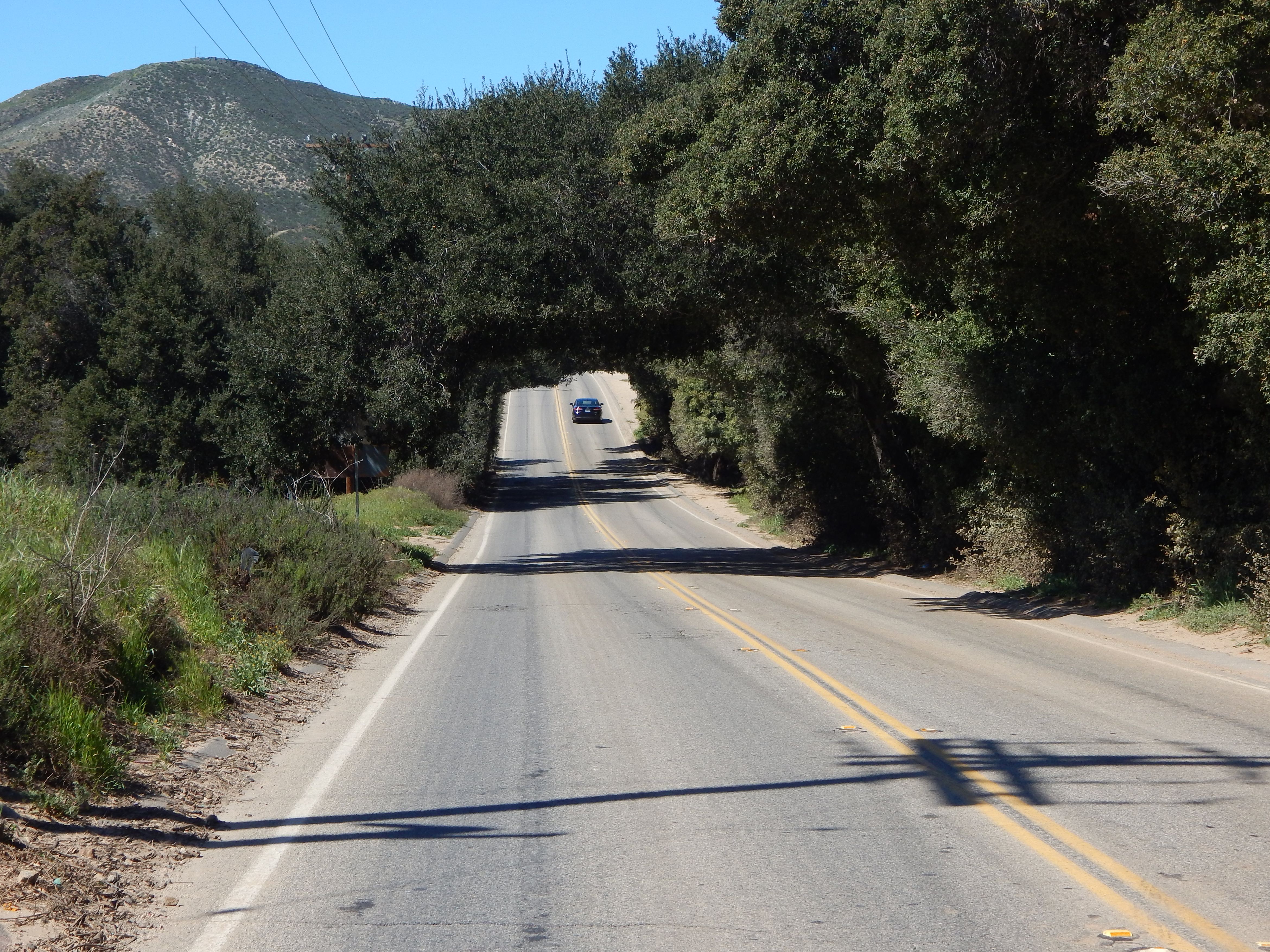 A two-lane rural road passing under a canopy of overhanging oak trees.