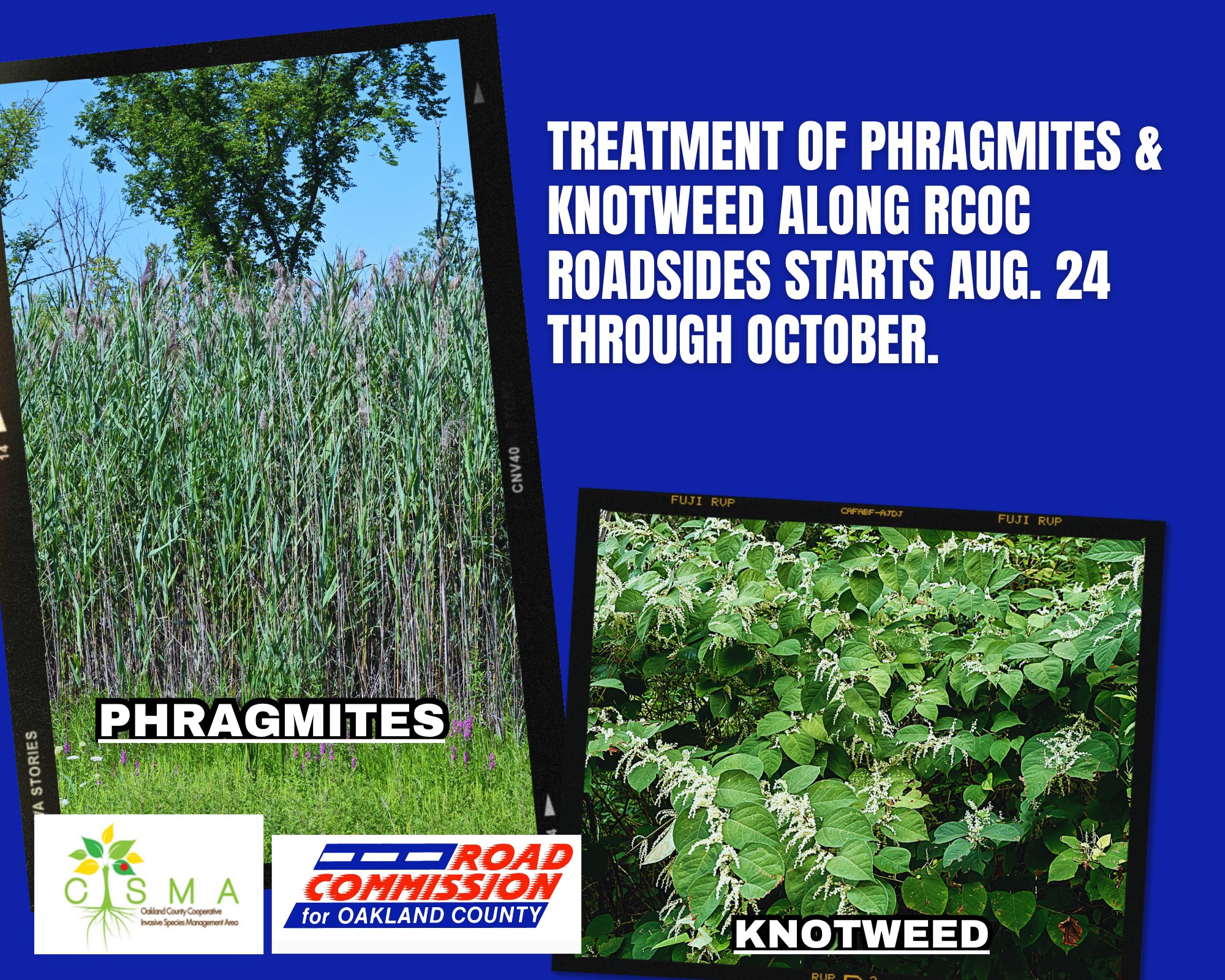 Announcement flyer showing photos of phragmites and knotweed with program details and agency logos.