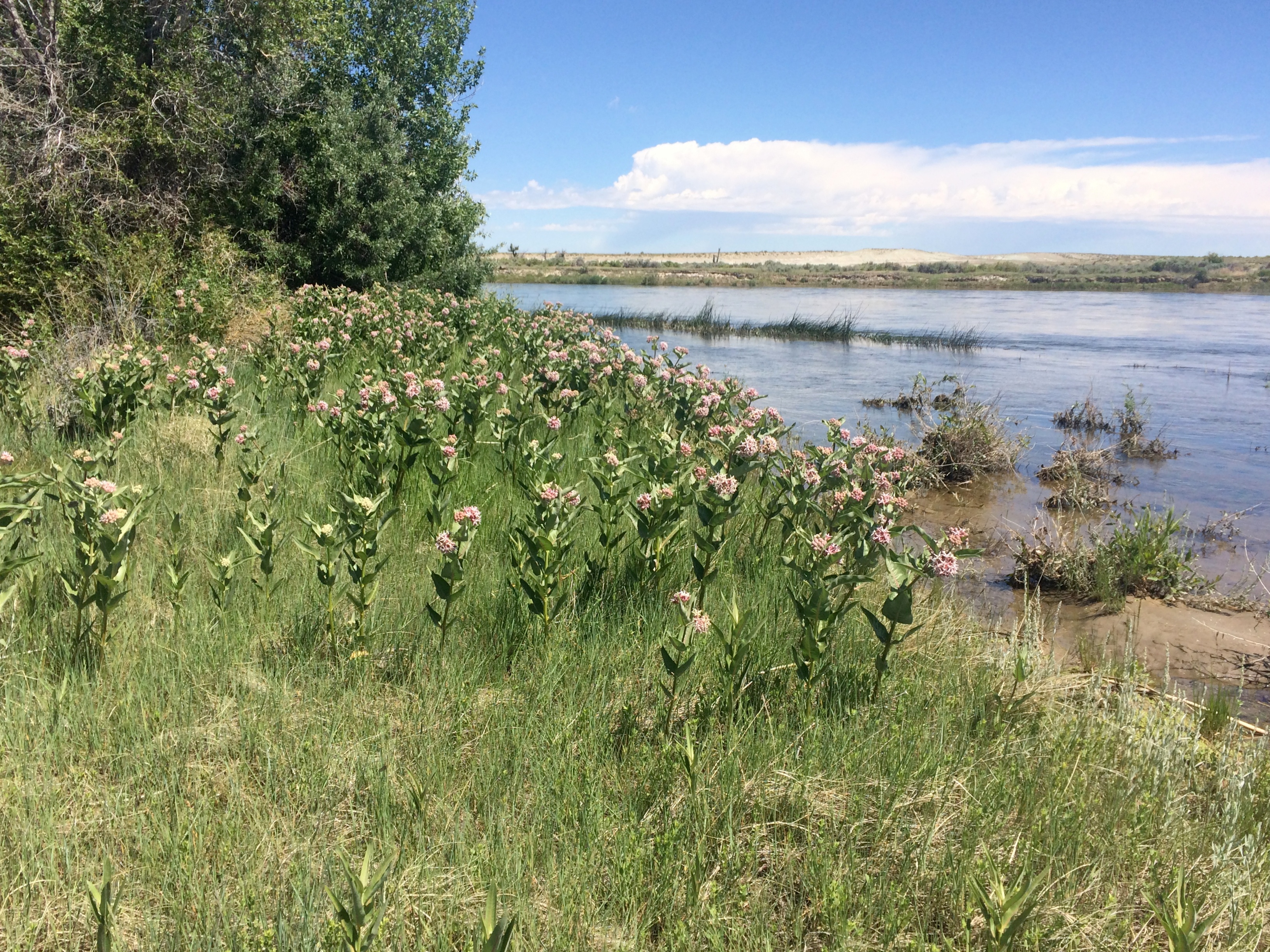 Pink-blooming milkweed plants growing densely along a riverbank.