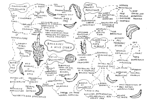 Hand-drawn mind-map diagram with interconnected nodes about banana history and ecology.