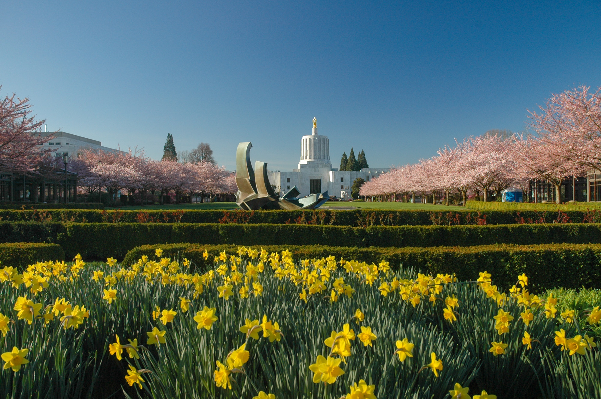 Oregon State Capitol building at the end of a mall lined with cherry blossoms and yellow daffodils.