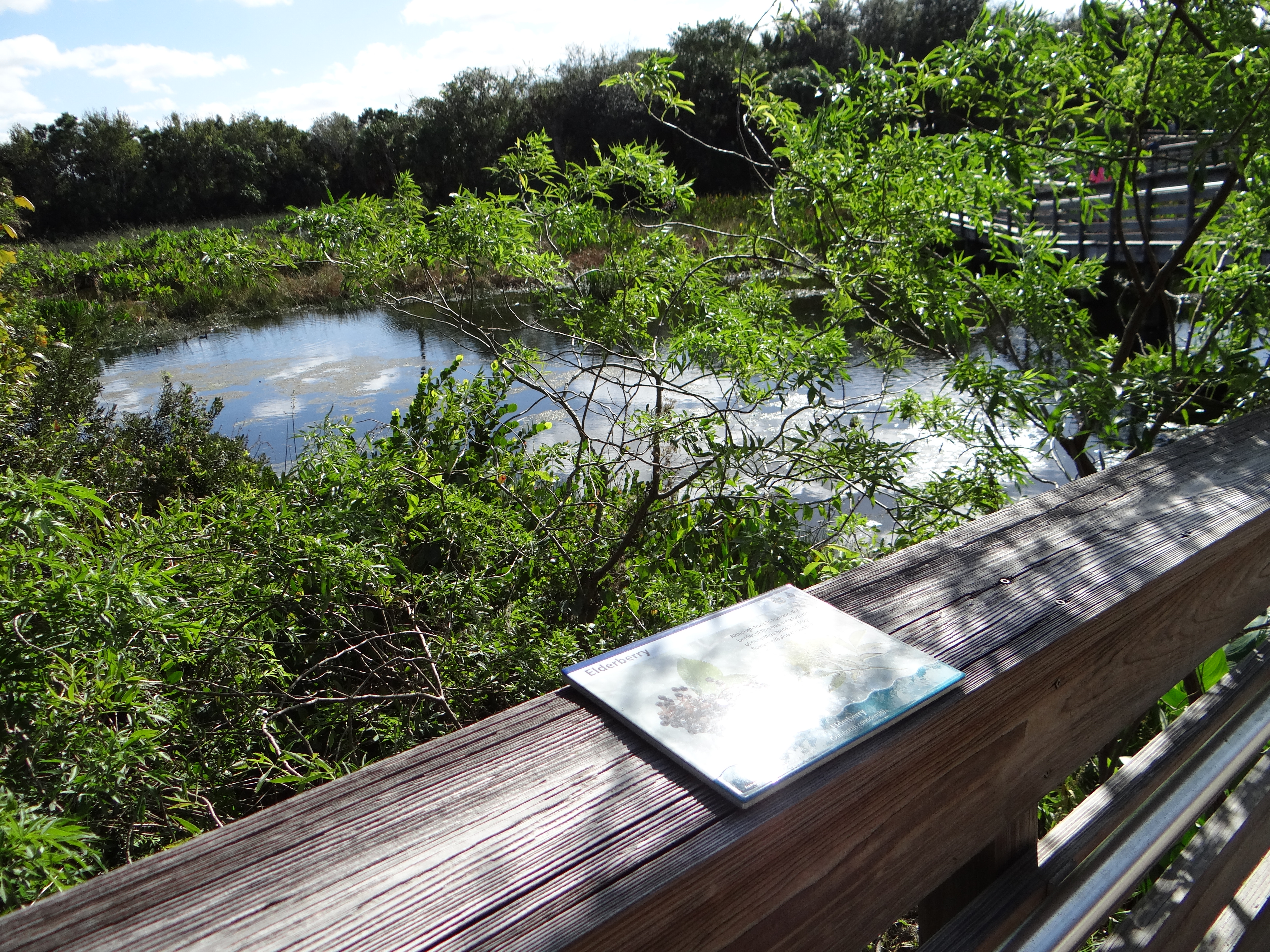 Wooden boardwalk overlook with railing above a shallow wetland pond surrounded by green vegetation.