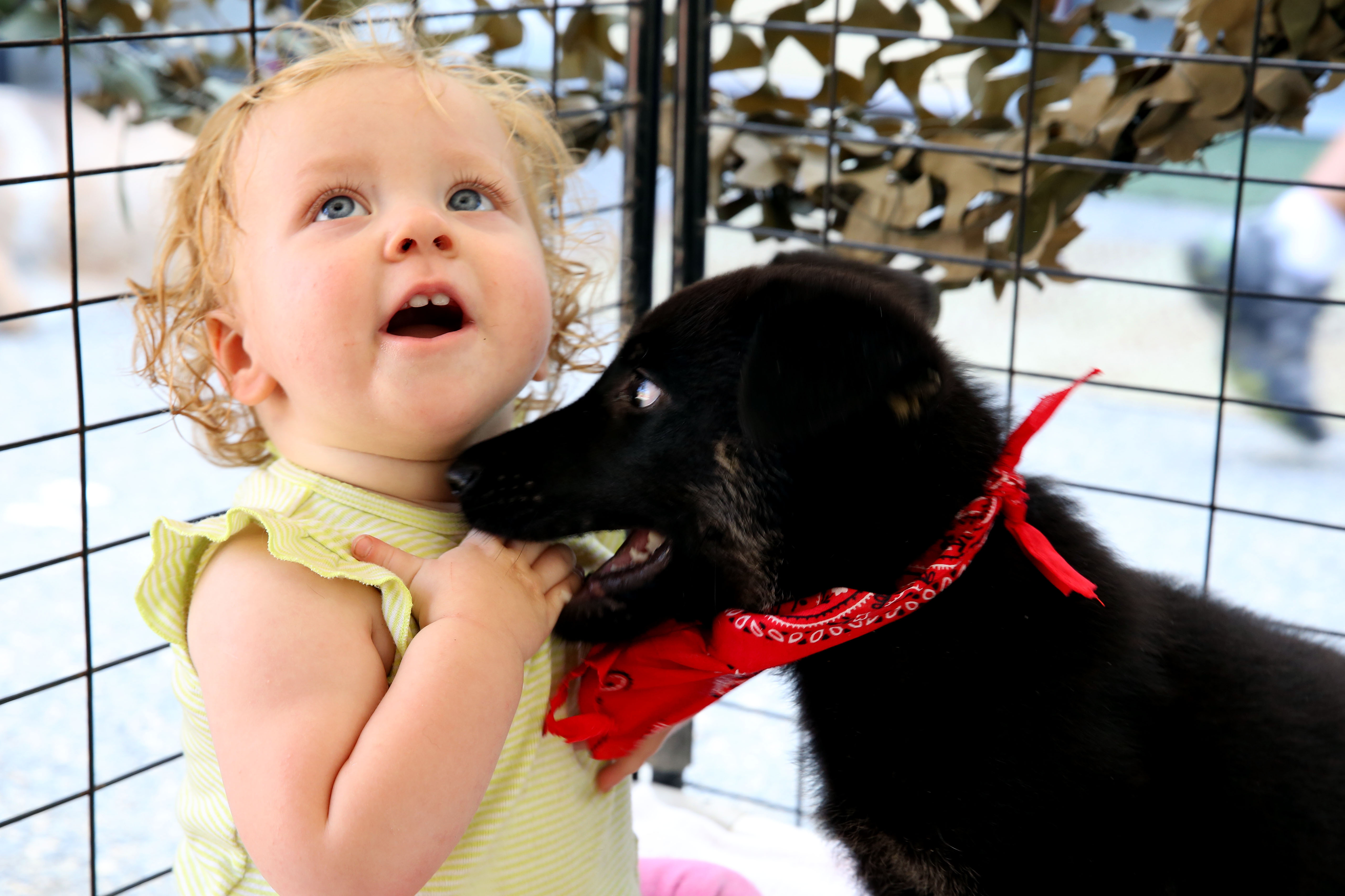 A toddler is nuzzled by a black dog wearing a red bandana at an outdoor shelter enclosure.