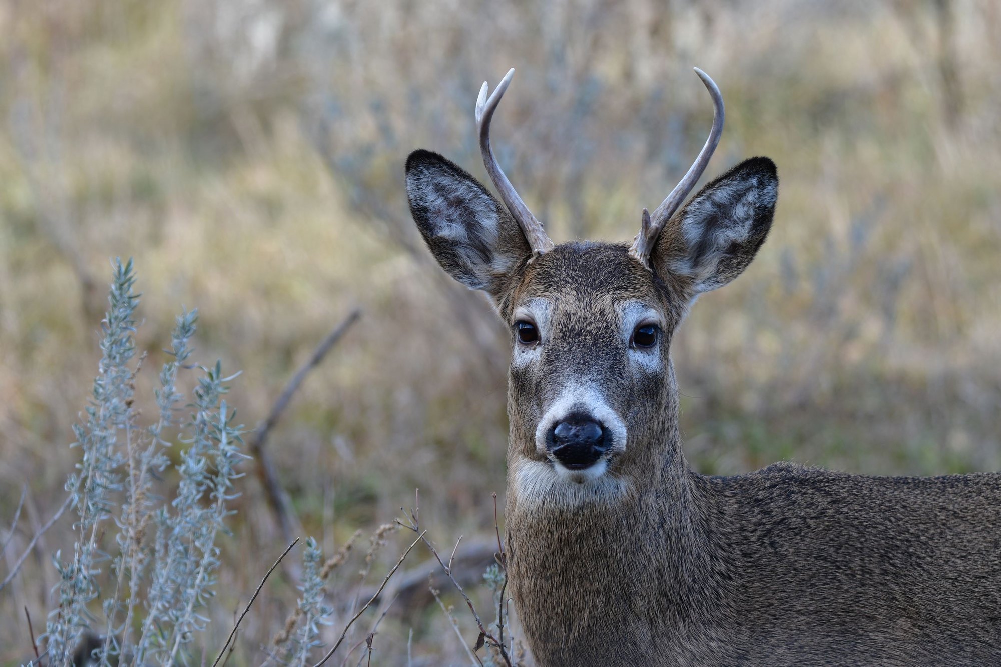 A white-tailed deer buck with small antlers stands in a dry grassy field, ears extended.