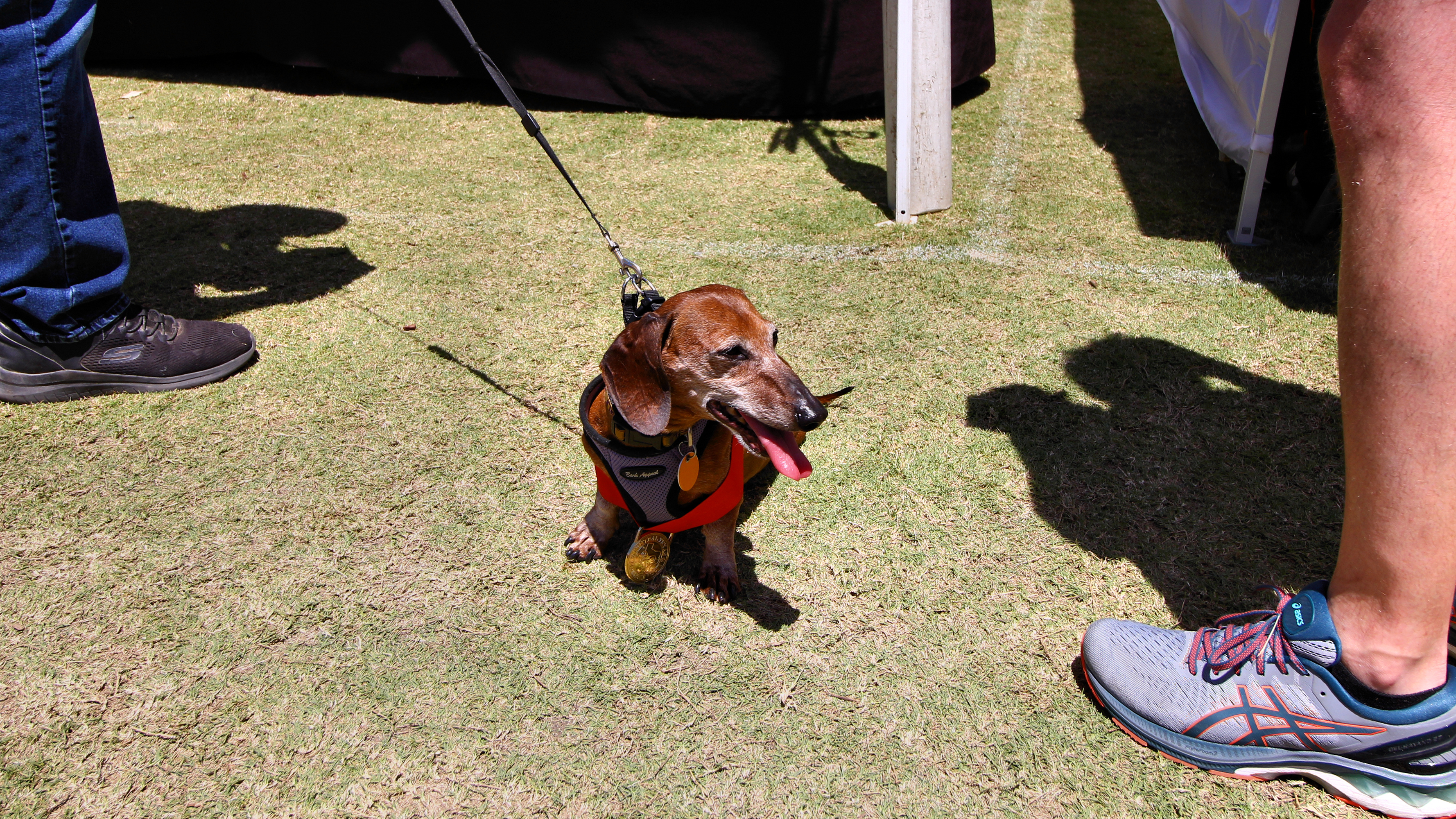 A dachshund in a red harness sits on grass at an outdoor event with a tent behind it.