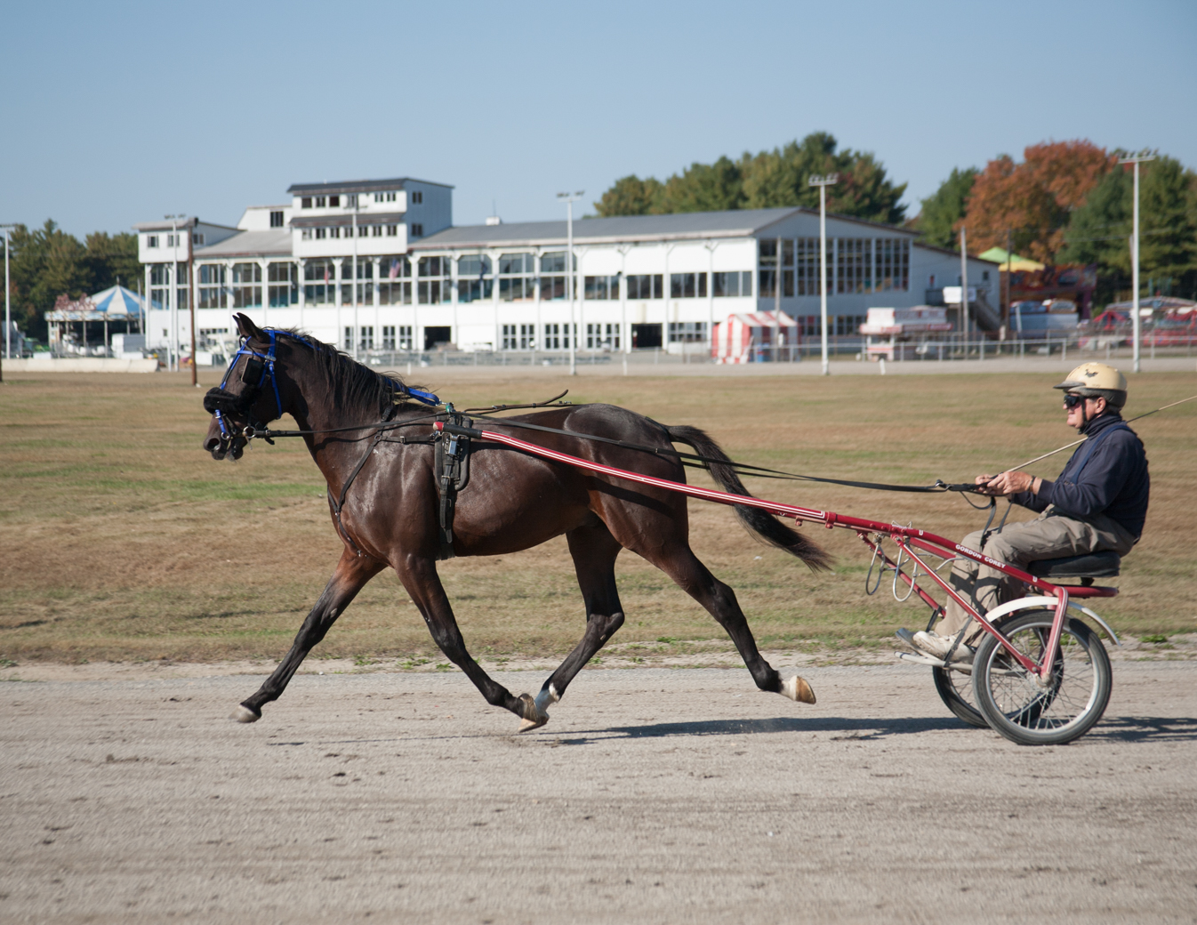 A dark bay horse pulling a two-wheeled sulky with a helmeted driver on a dirt track.