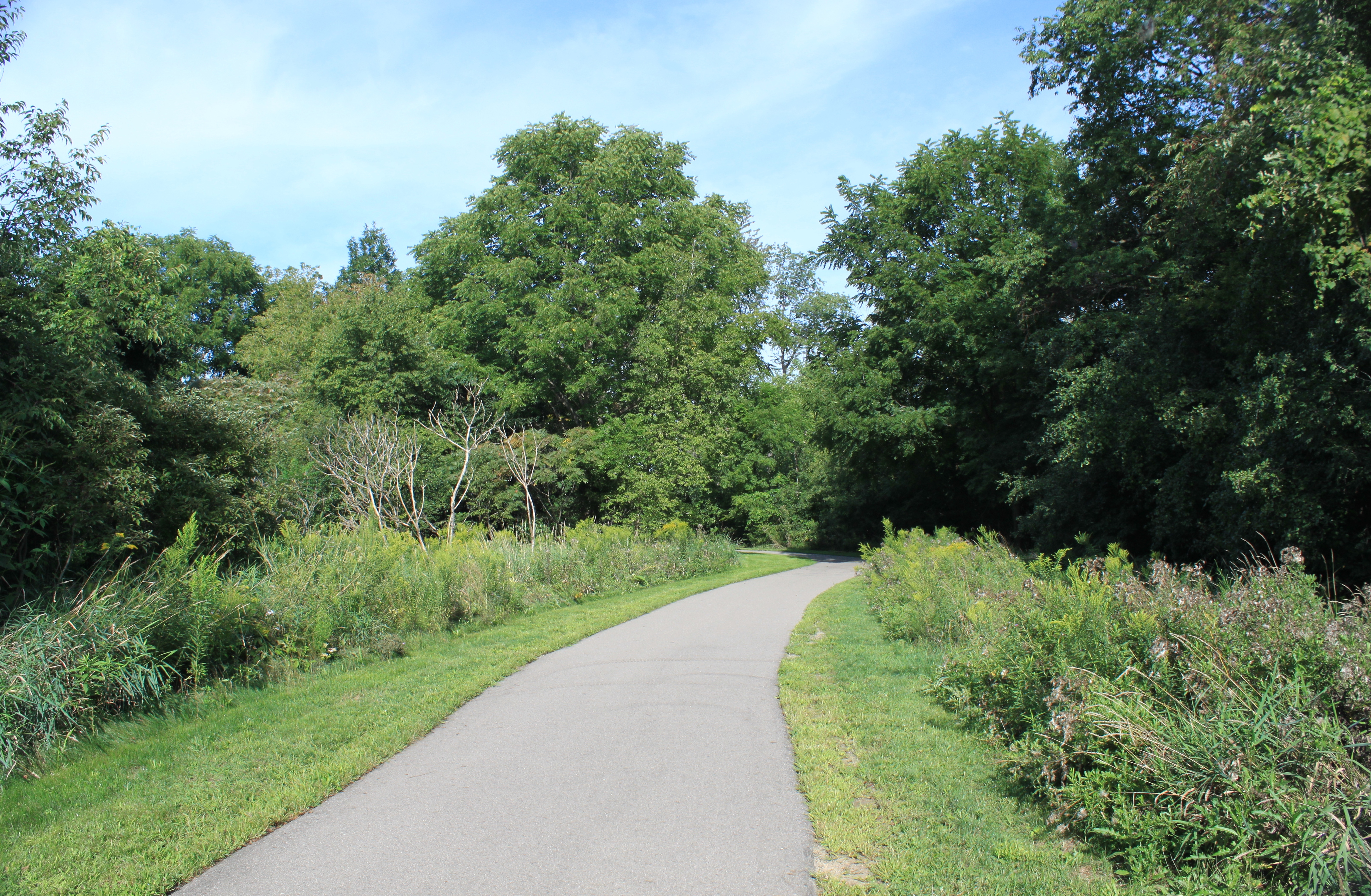 A paved walking path curves through a lush, tree-lined natural area.