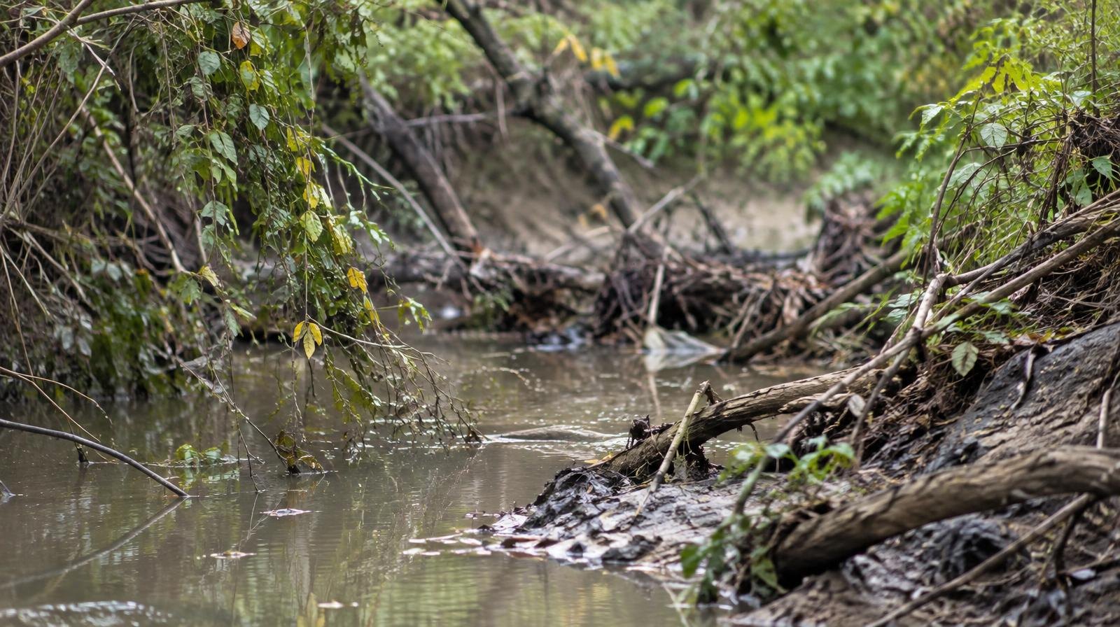 A creek channel with murky water blocked by dense vegetation and fallen branches.