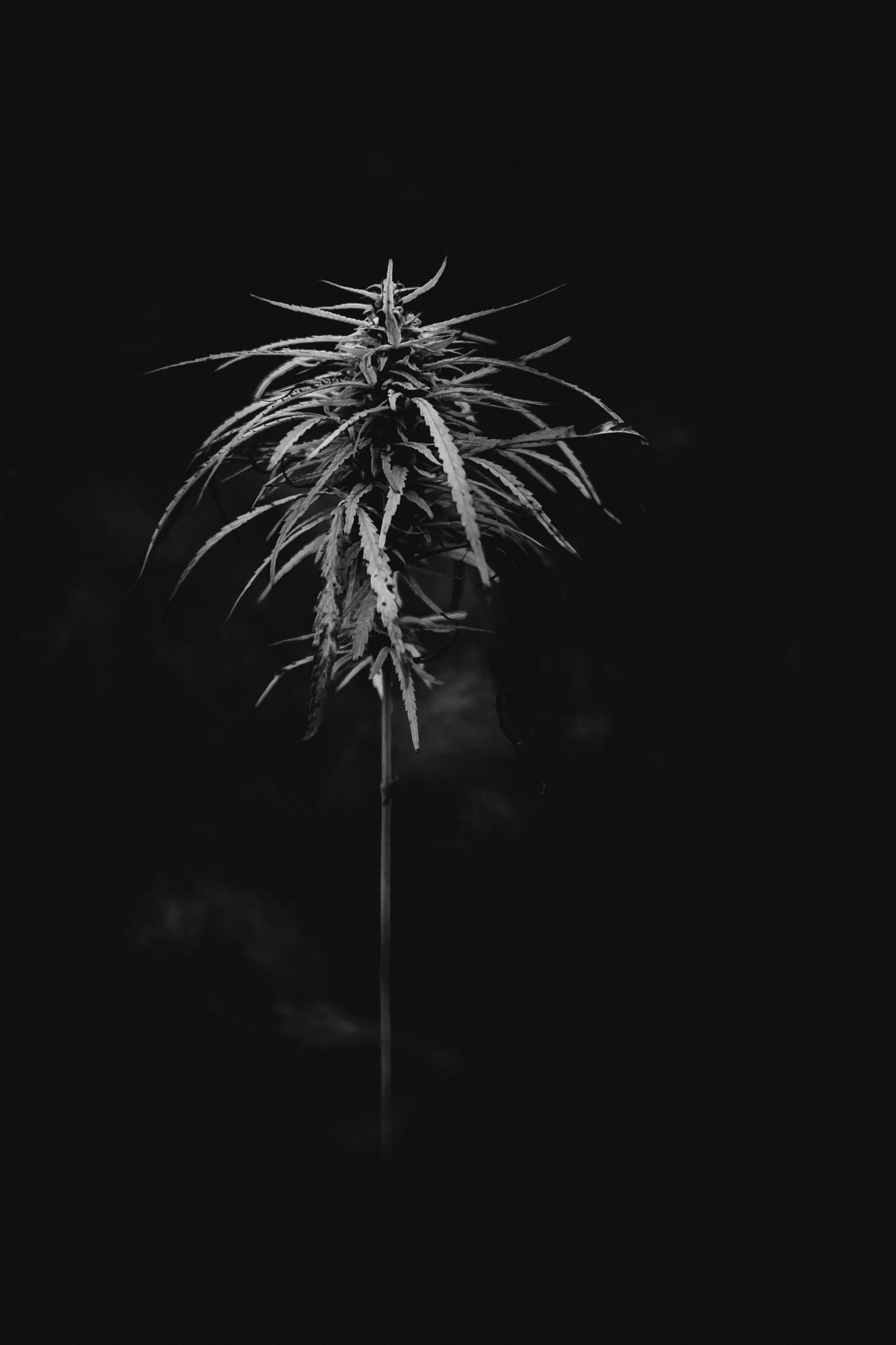 Black-and-white close-up of a hemp plant with serrated leaves and a flowering top.