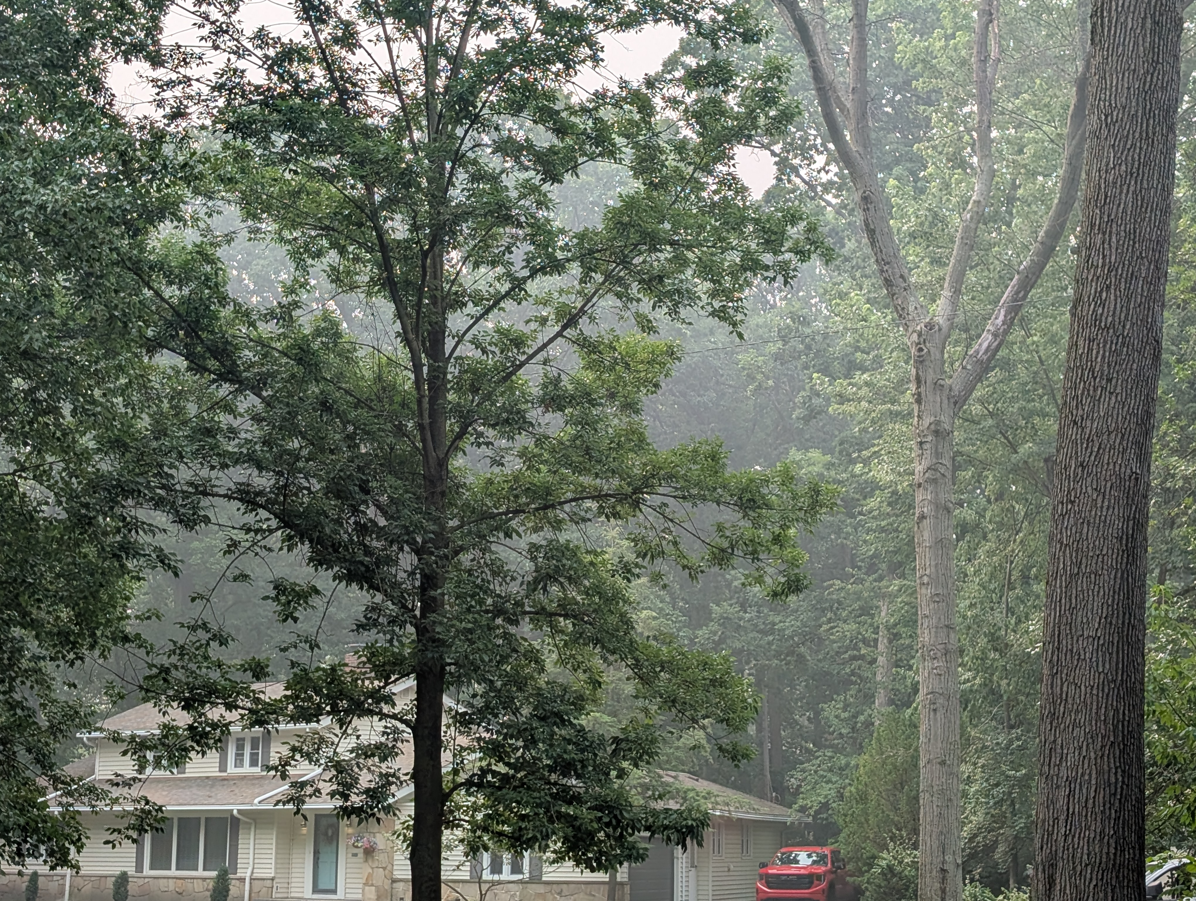 A suburban street and trees heavily obscured by thick wildfire smoke haze.