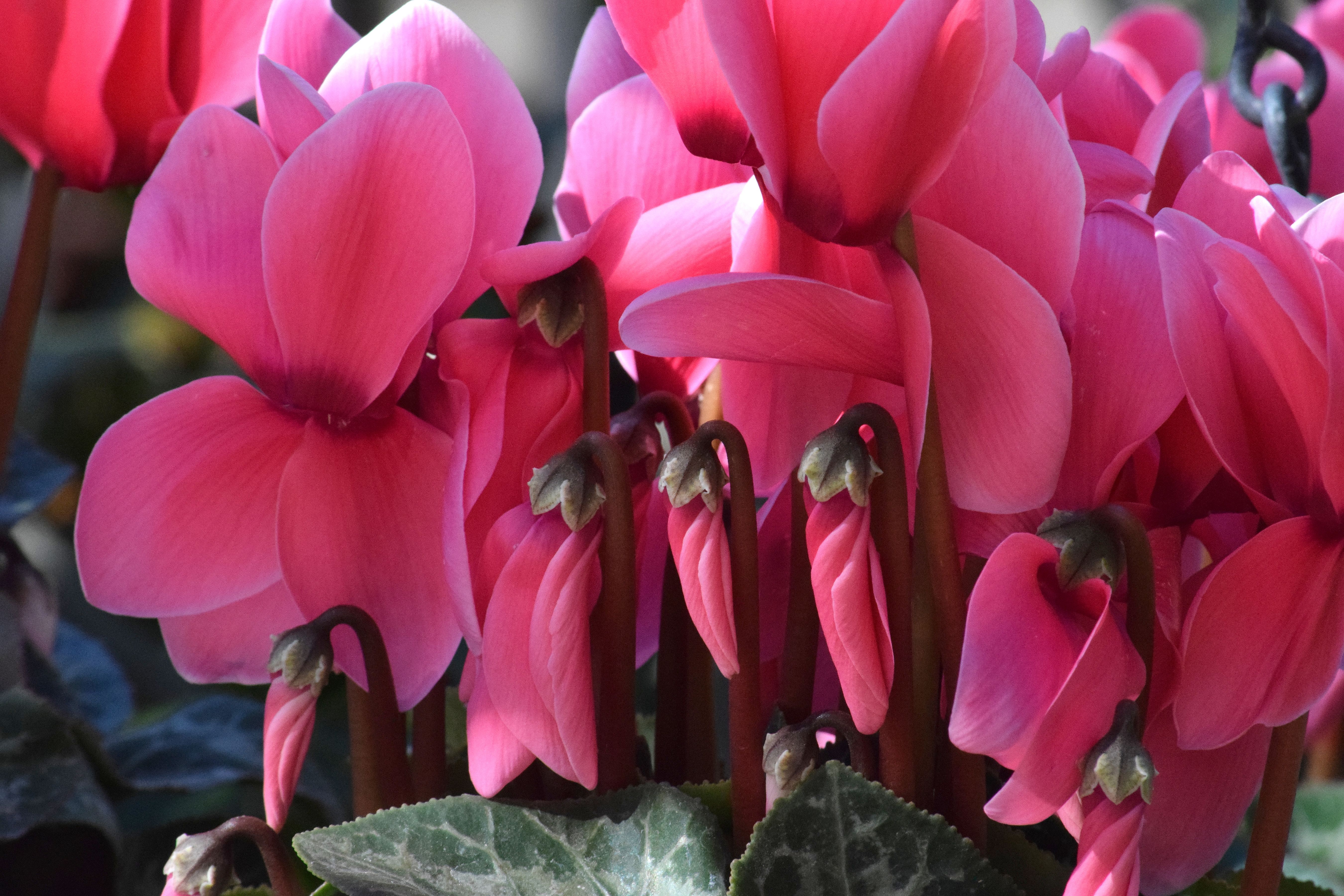 Clusters of bright pink cyclamen flowers in full bloom at a botanical garden.
