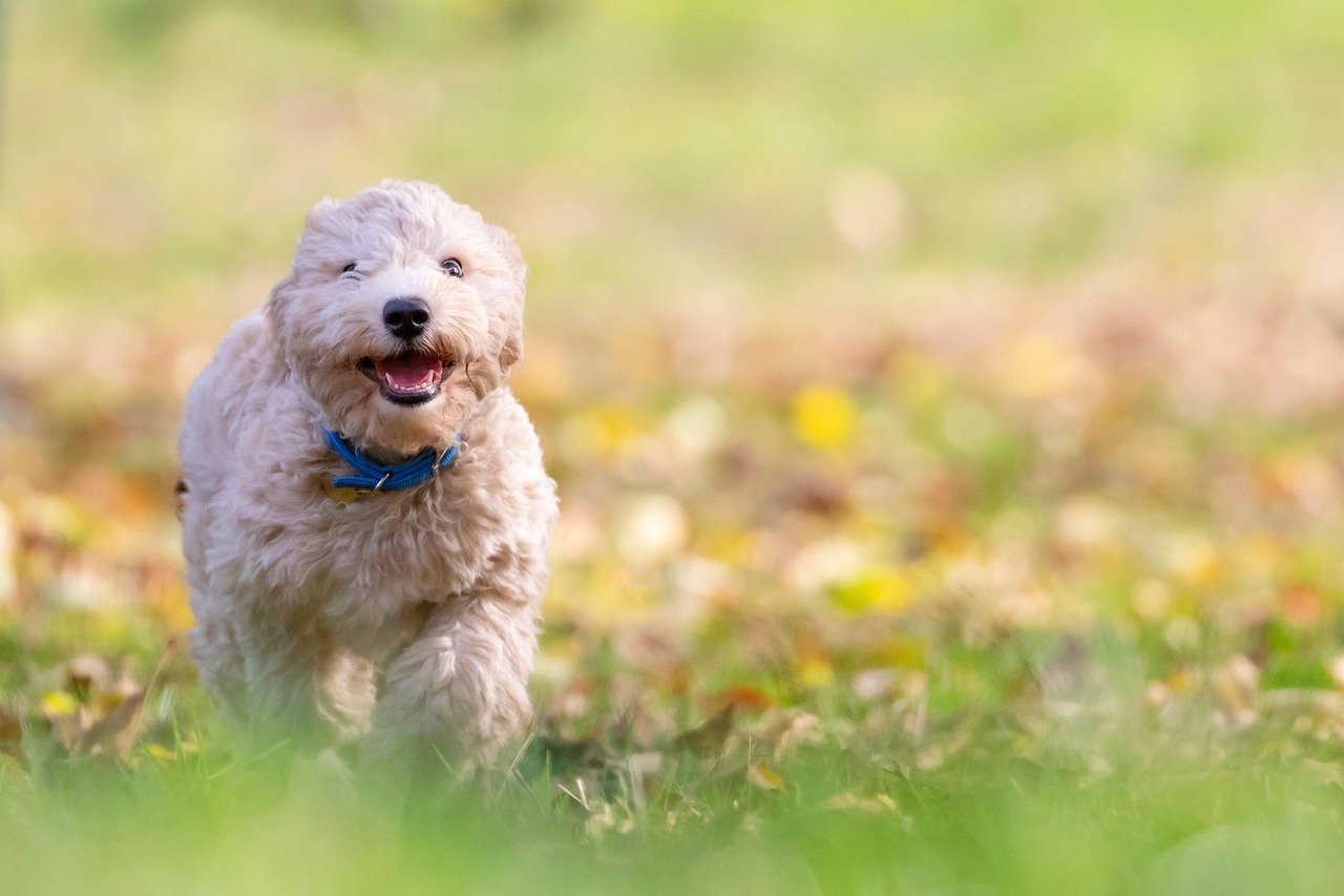 Dog, puppy, nature, pet, bichon frise, animal, pup, young dog, toy dog, doggy, domestic dog, canine, mammal, cute, adora