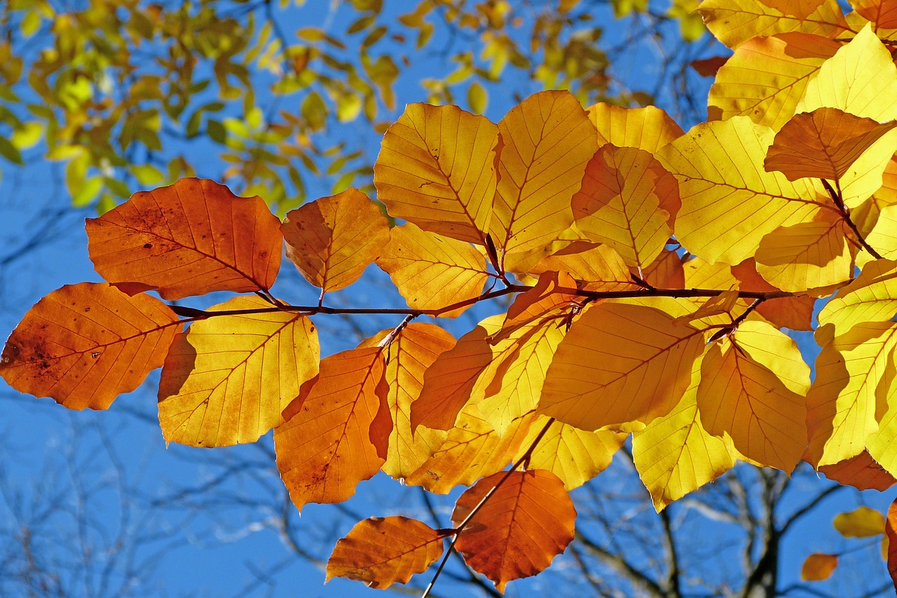 Foliage, leaves, autumn, leaf veins, autumn leaves, yellow leaves, autumn foliage, yellow foliage, fall leaves, fall fol