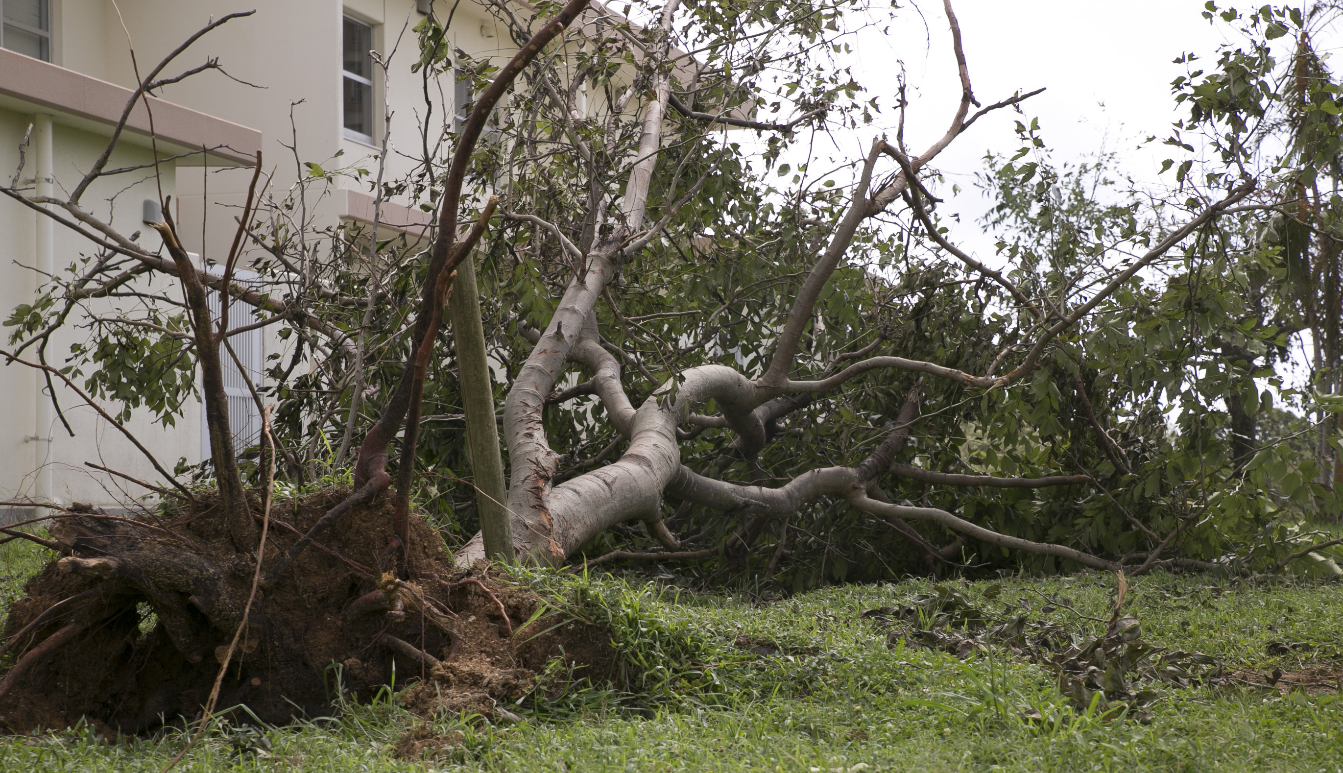 Large tree uprooted by high winds lying on a grassy lawn, root ball exposed.