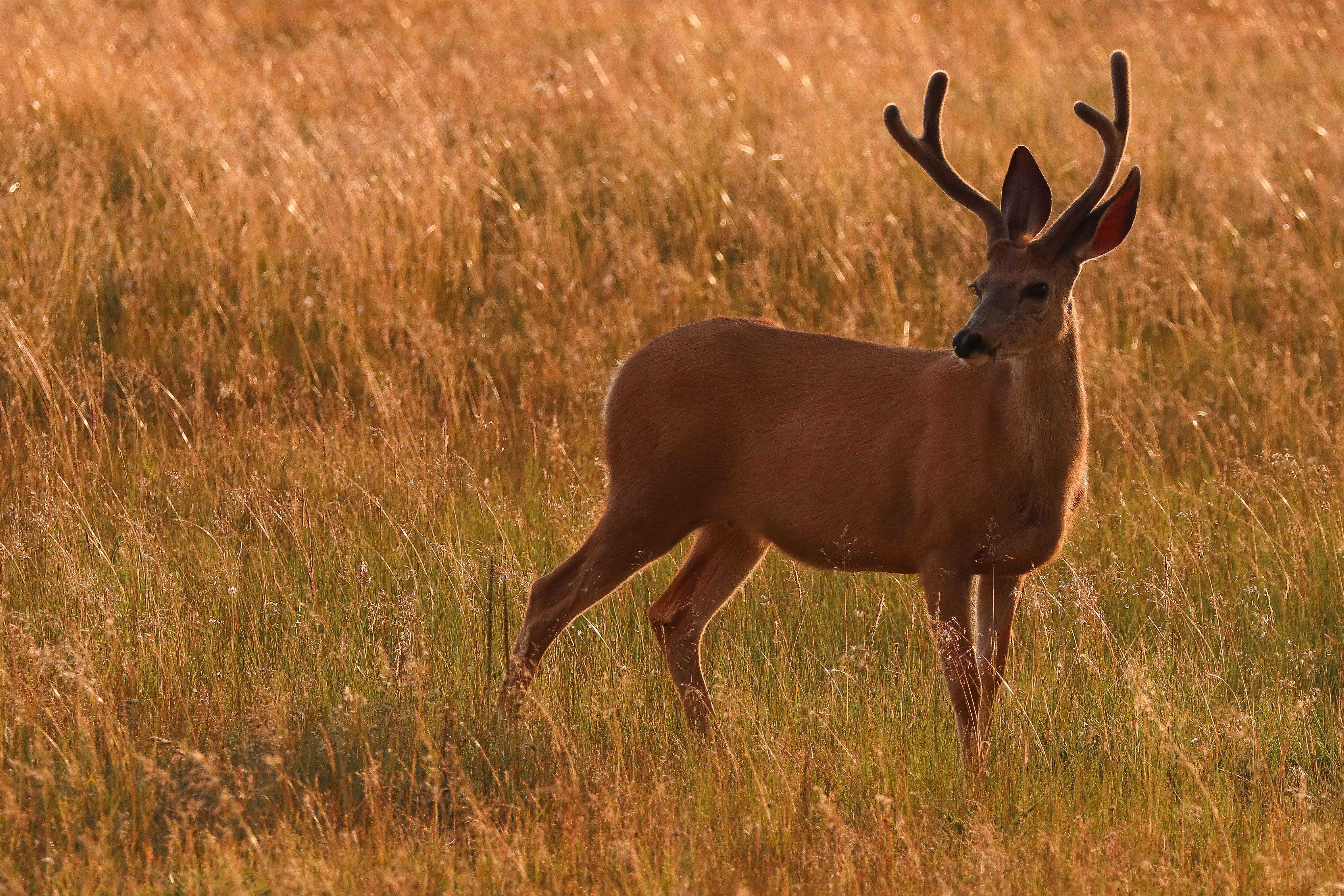 A buck with antlers stands alert in tall golden grass.
