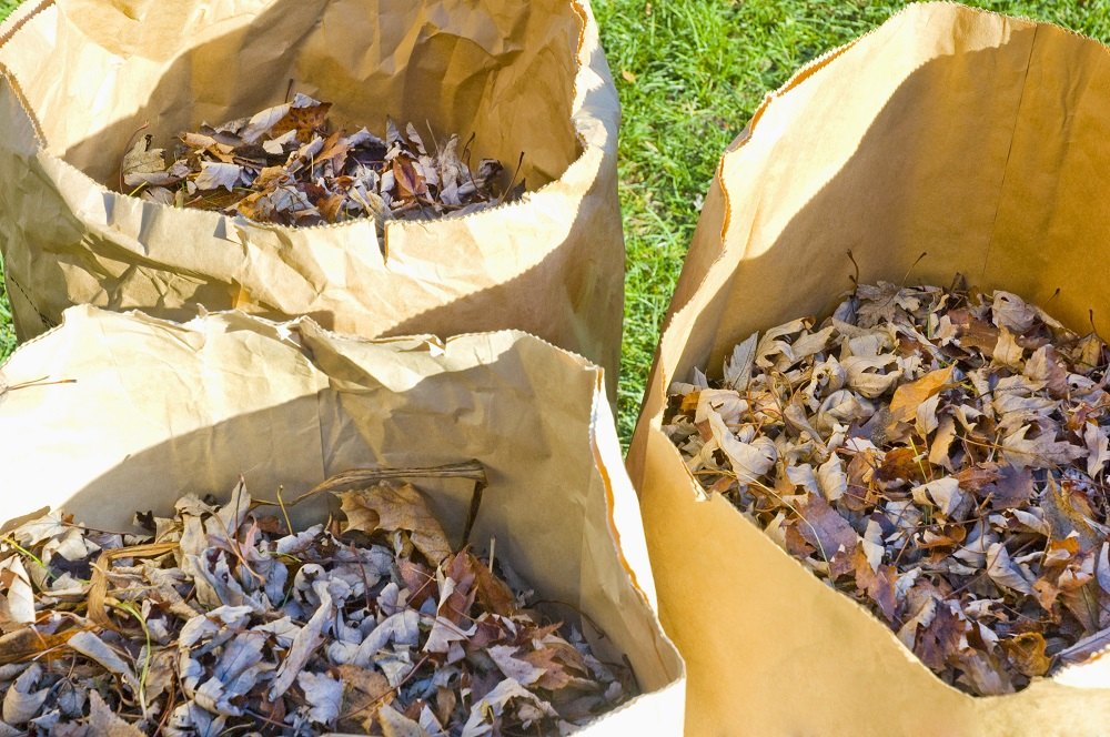 Three brown paper bags filled with dry fallen leaves on green grass.
