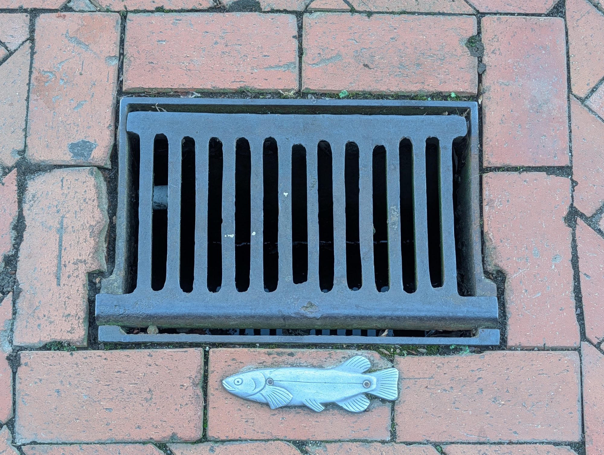 Stormwater drain in Hamilton Central, featuring a kōkopu plaque