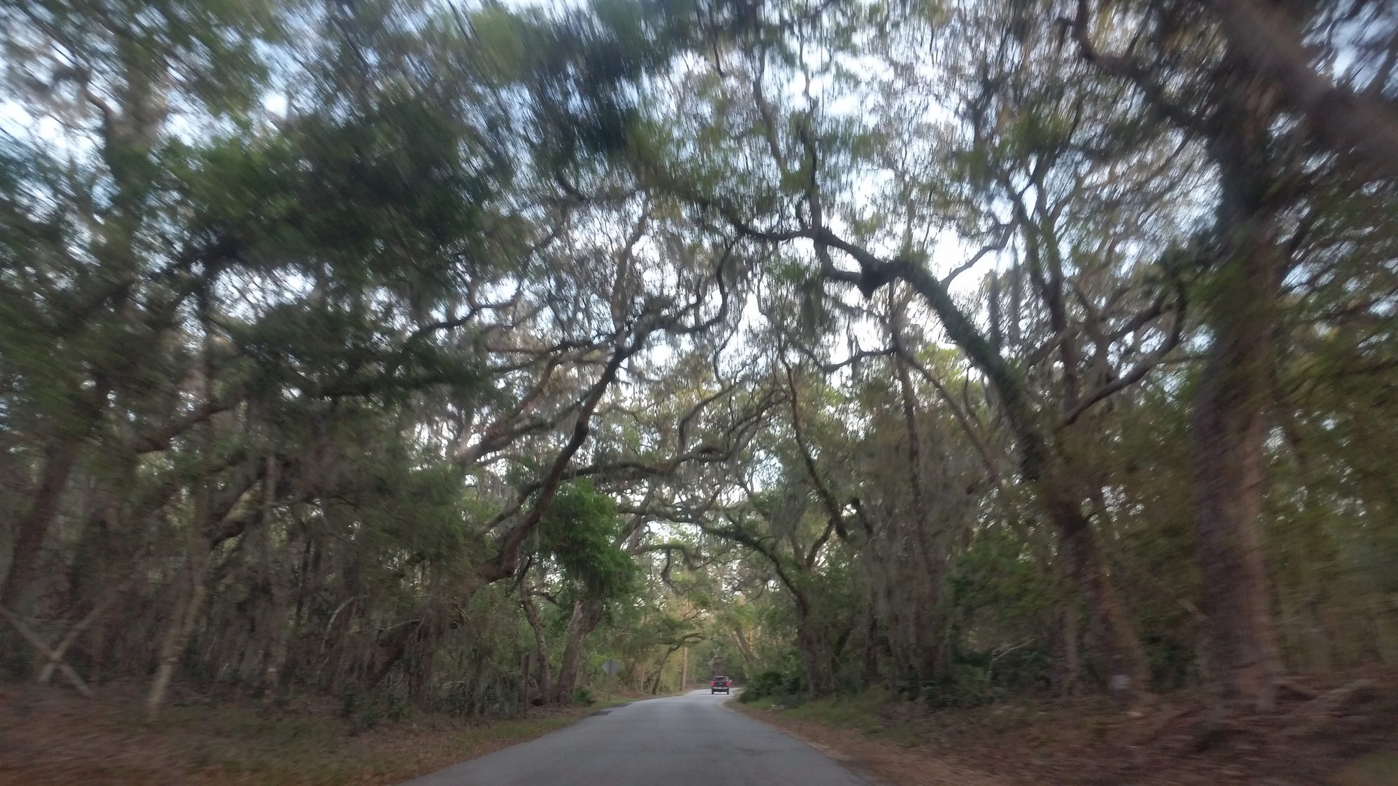 Tree Canopy Landscape in Fernandina Beach on Amelia Island Florida
