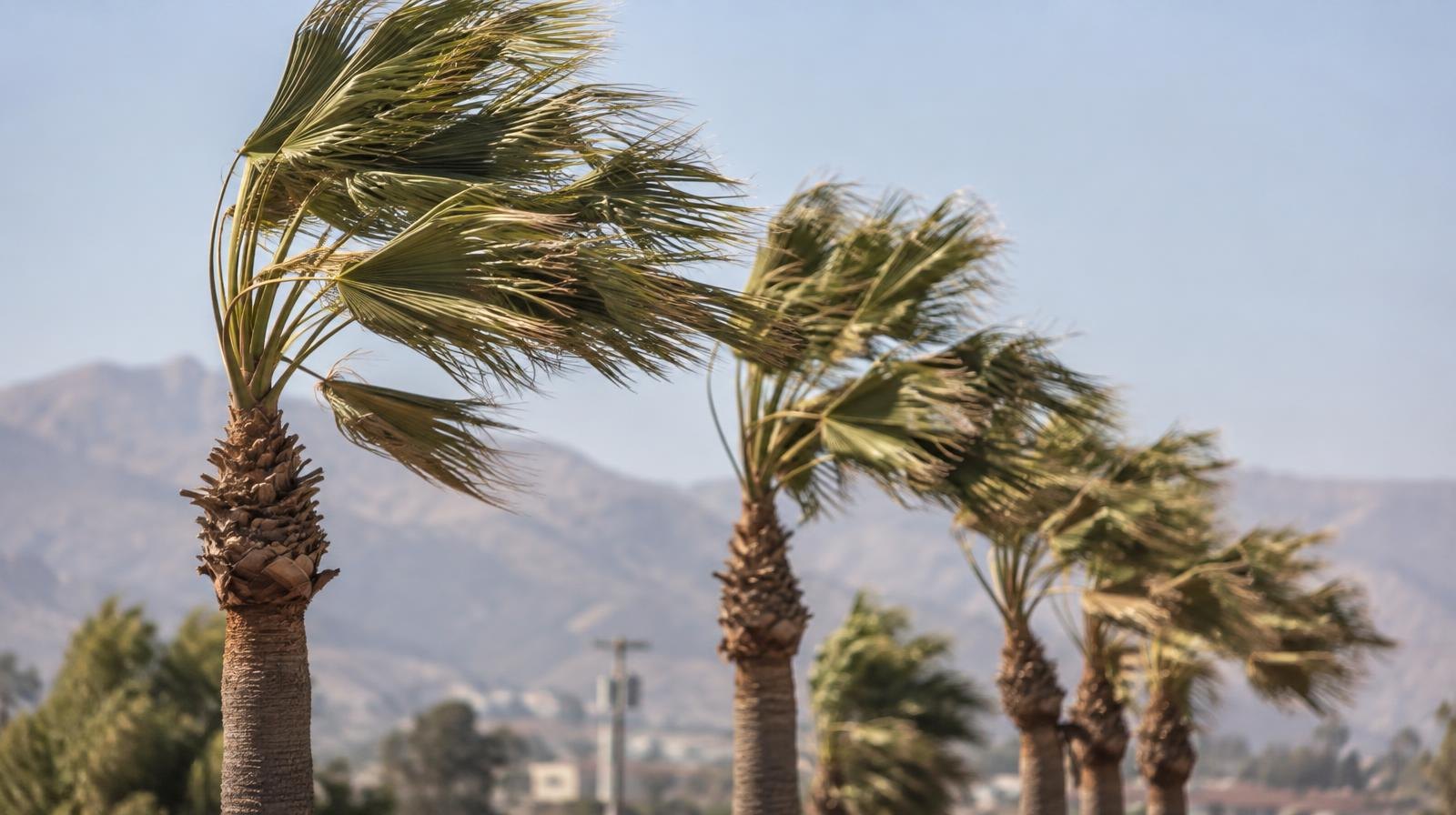 A row of palm trees bending sharply in strong wind gusts under a hazy sky.