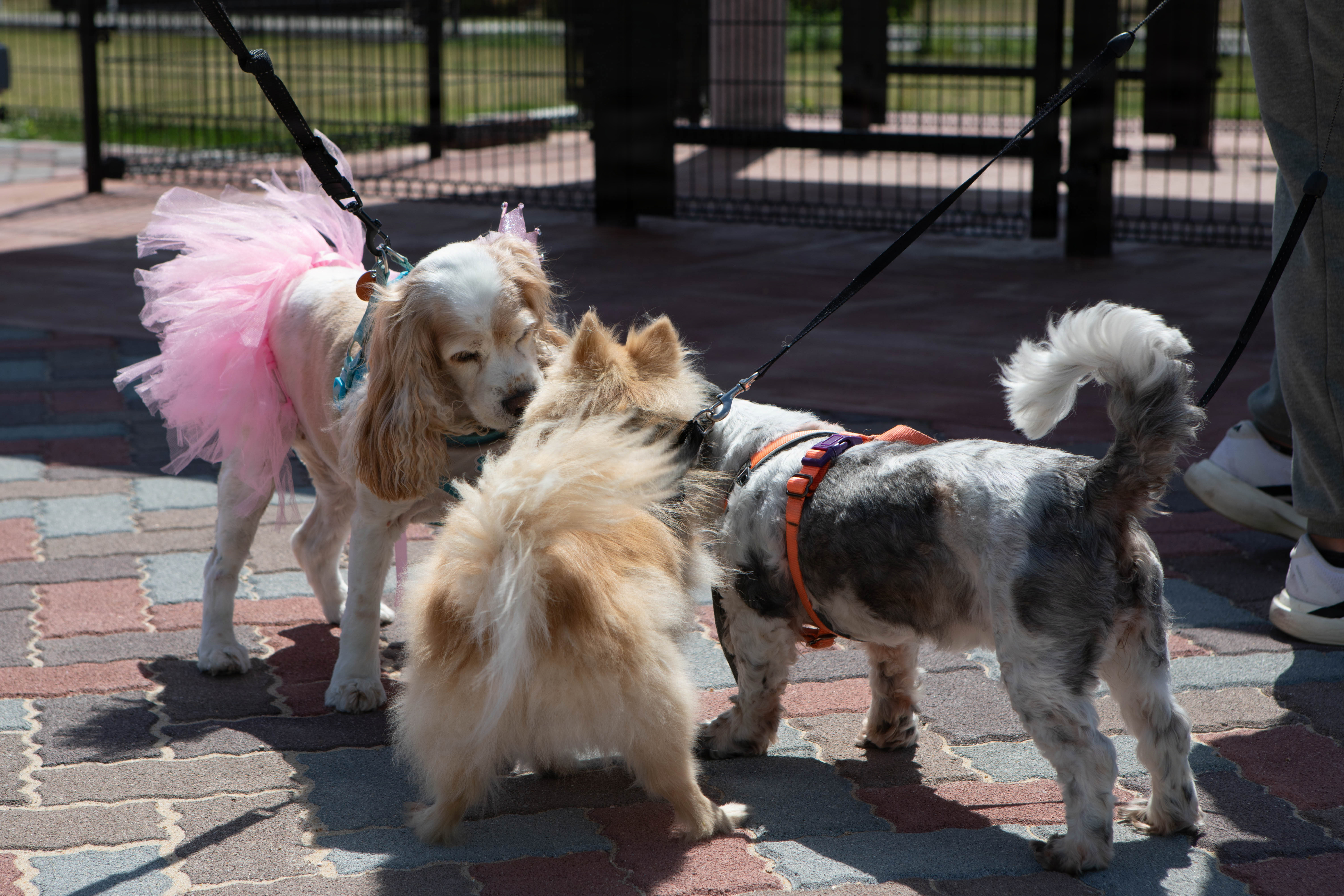 Three small leashed dogs sniff each other on a brick patio, one wearing a pink tutu.