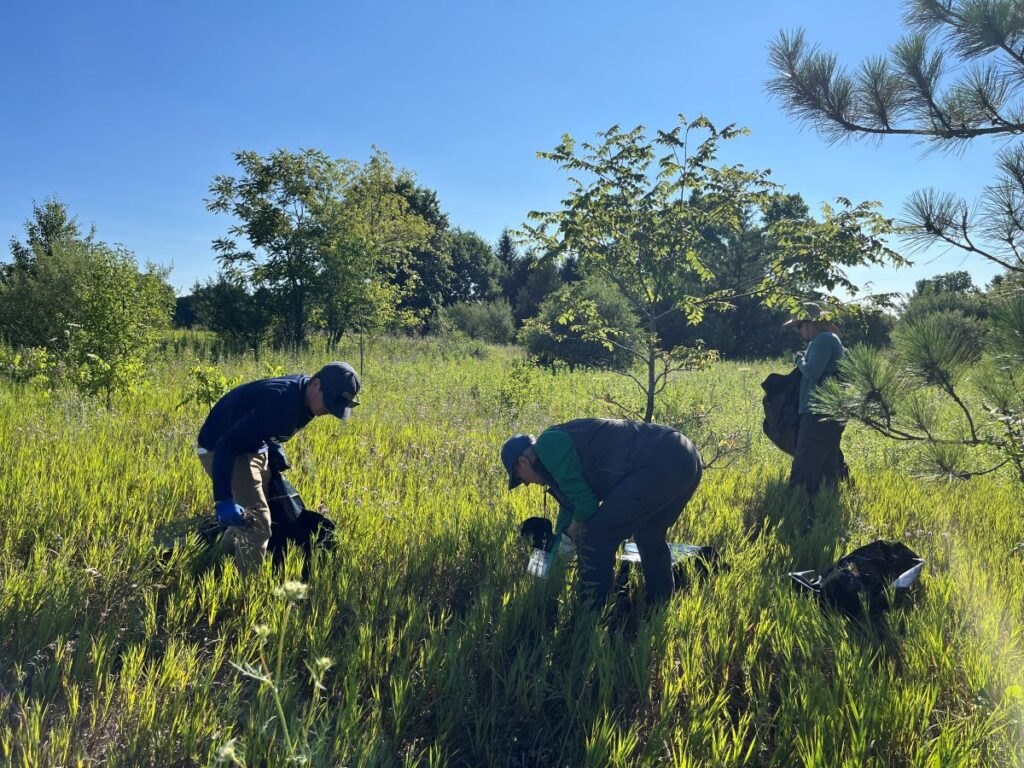 Three people bent over pulling plants by hand in a green meadow with black bags on the ground.