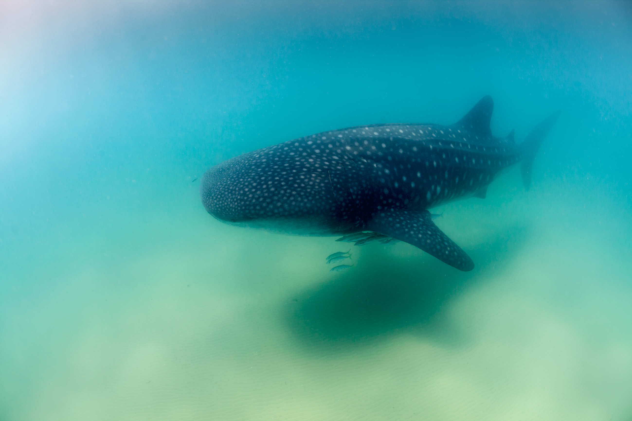 A large whale shark with white spots swims near a sandy ocean floor.