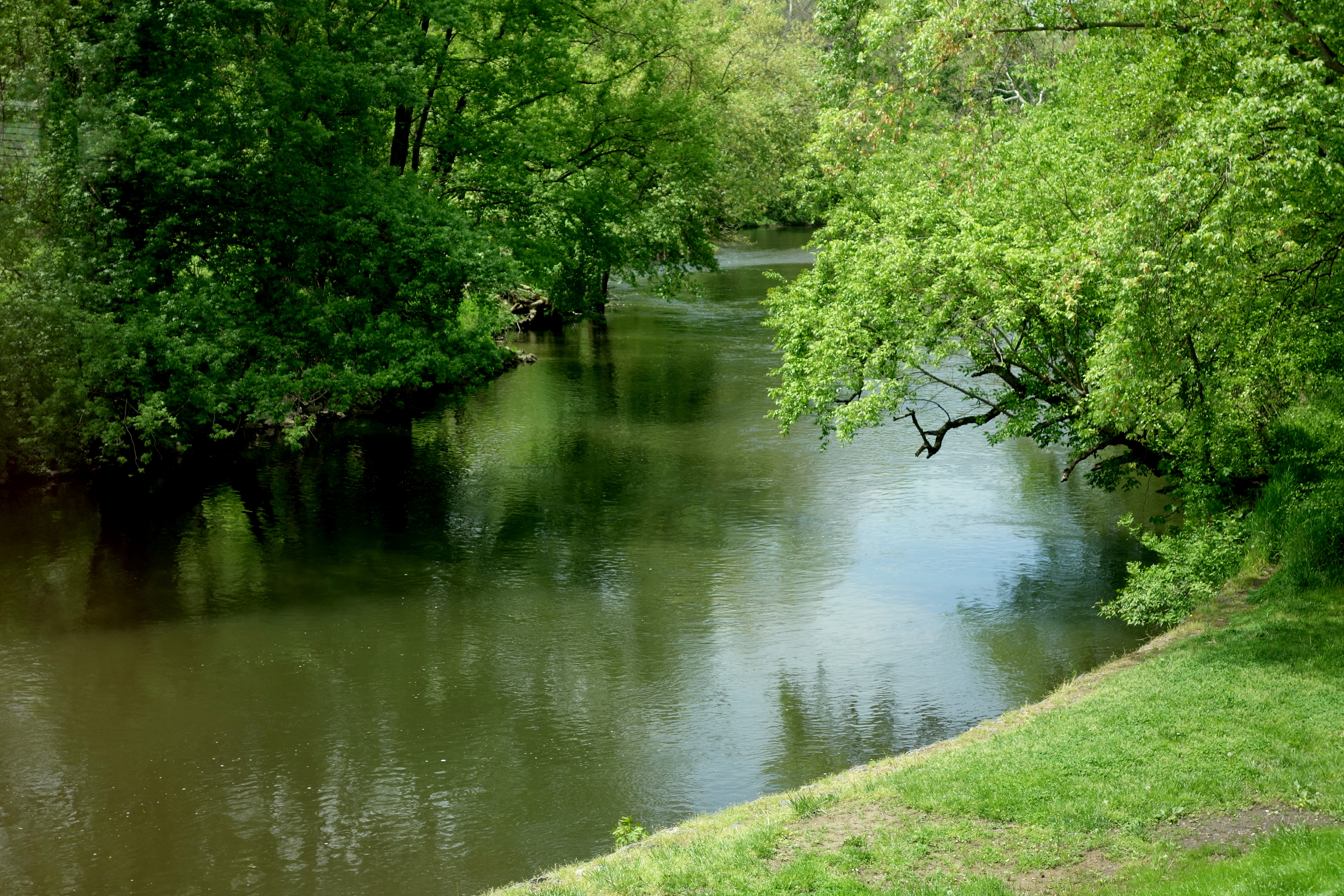 A calm, tree-lined creek with green foliage reflected on the water surface.
