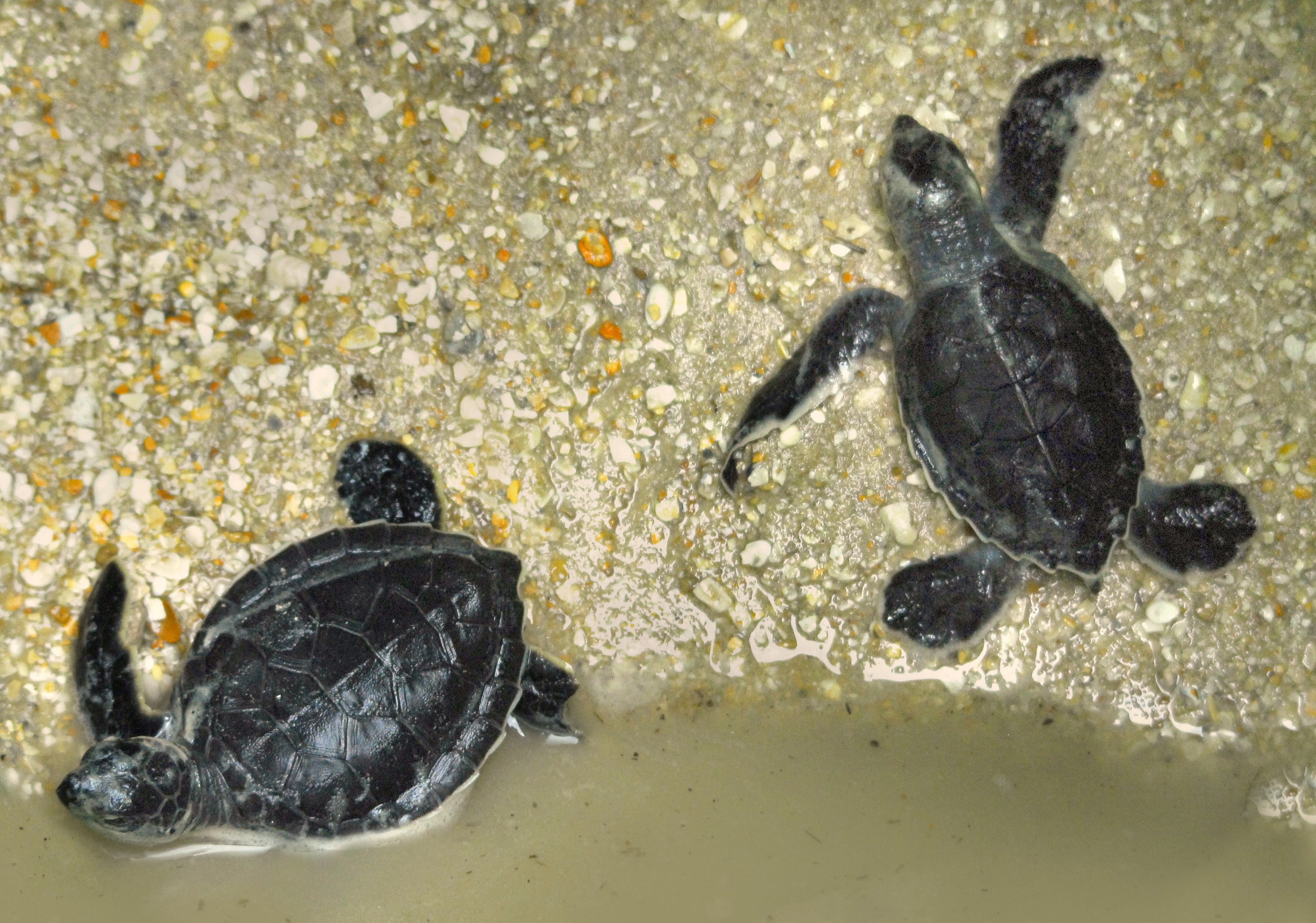 Two small dark sea turtle hatchlings resting on wet sand, seen from above.