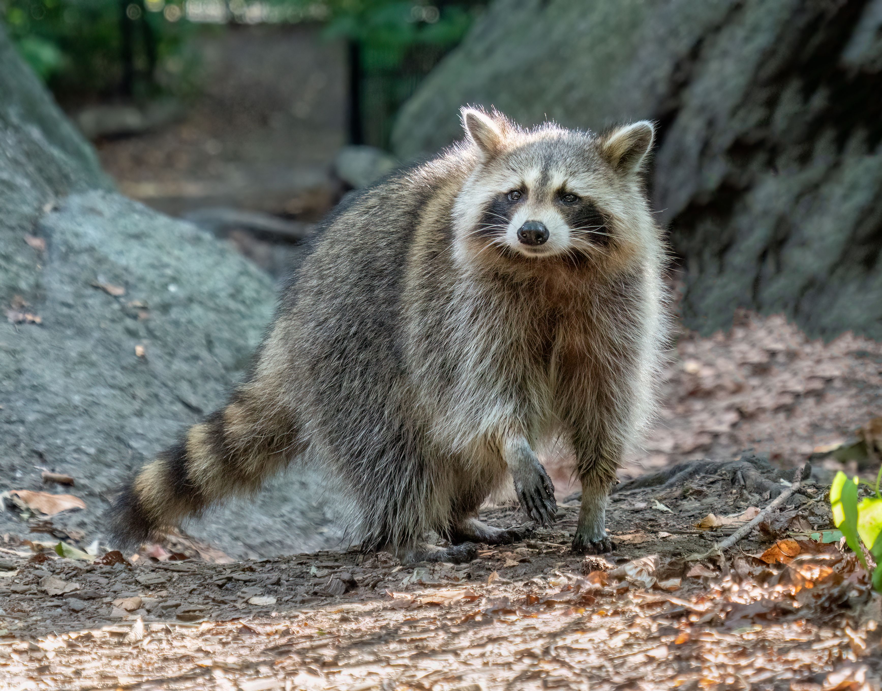 A raccoon stands on rocky ground with leaf litter, facing the camera.