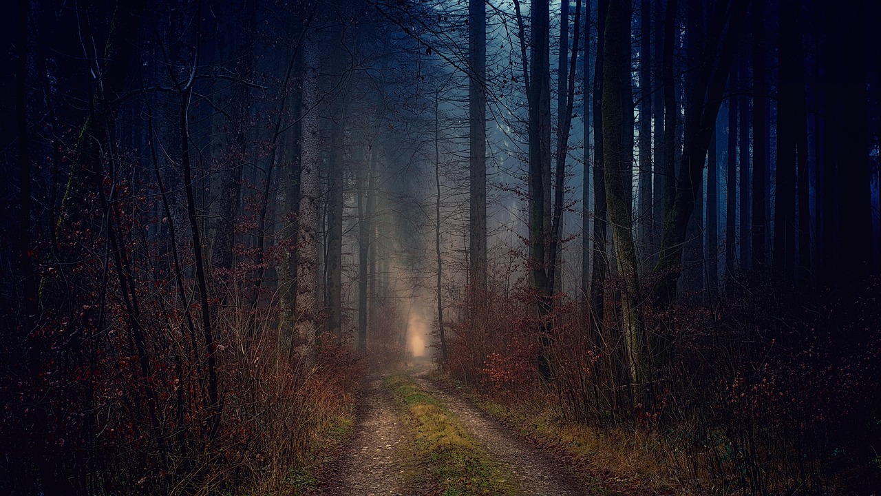 Forest, path, tire tracks, trail, trees, woods, woodlands, undergrowth, mist, nature, haze, fog, foggy, mystical forest,