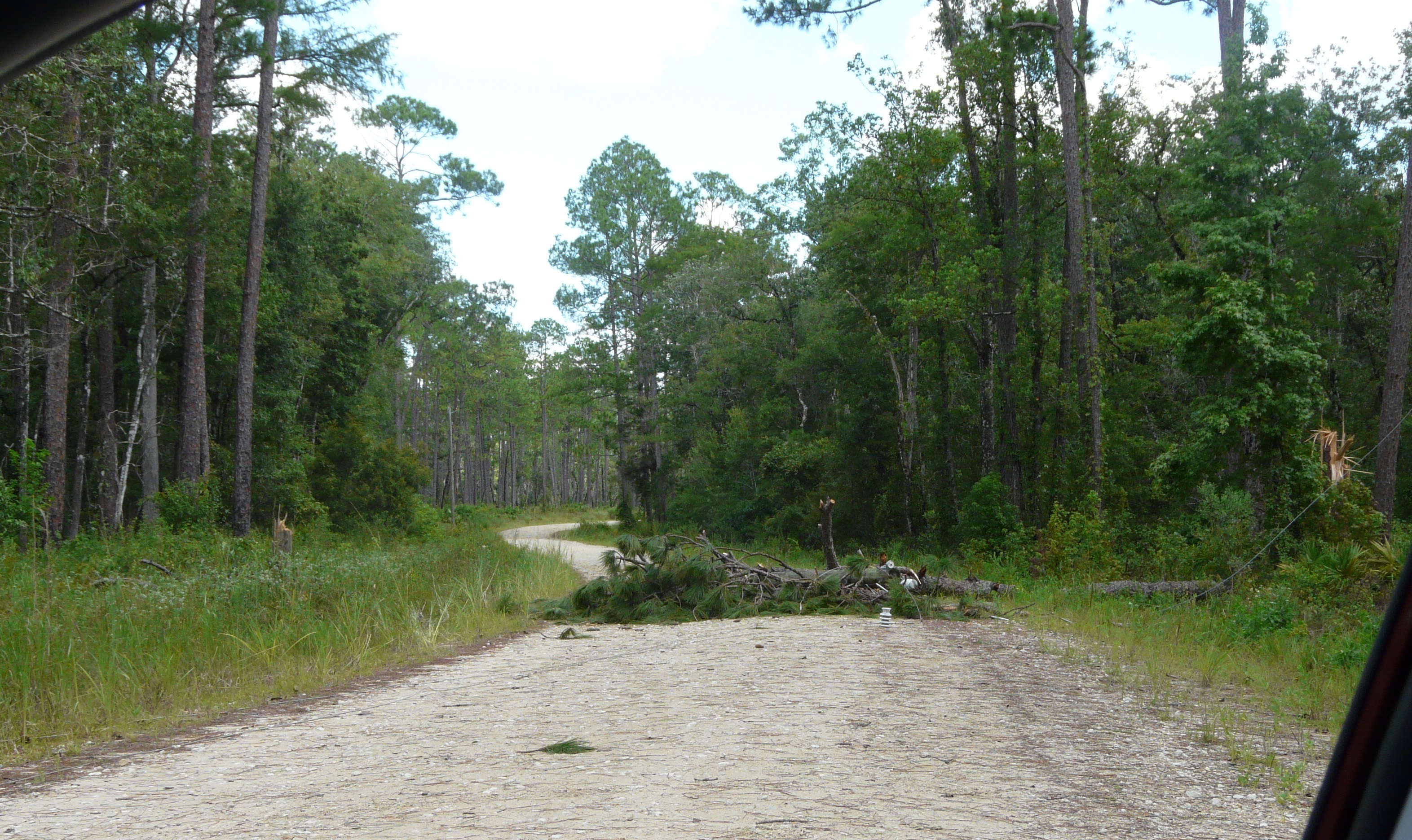 A large fallen tree blocking a dirt road through a pine forest after a storm.