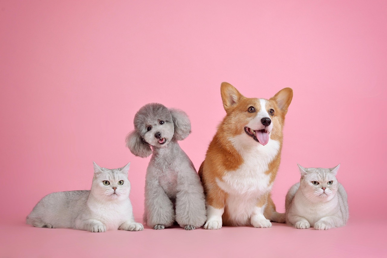 Pets, pet, cute, cat, animal, dog